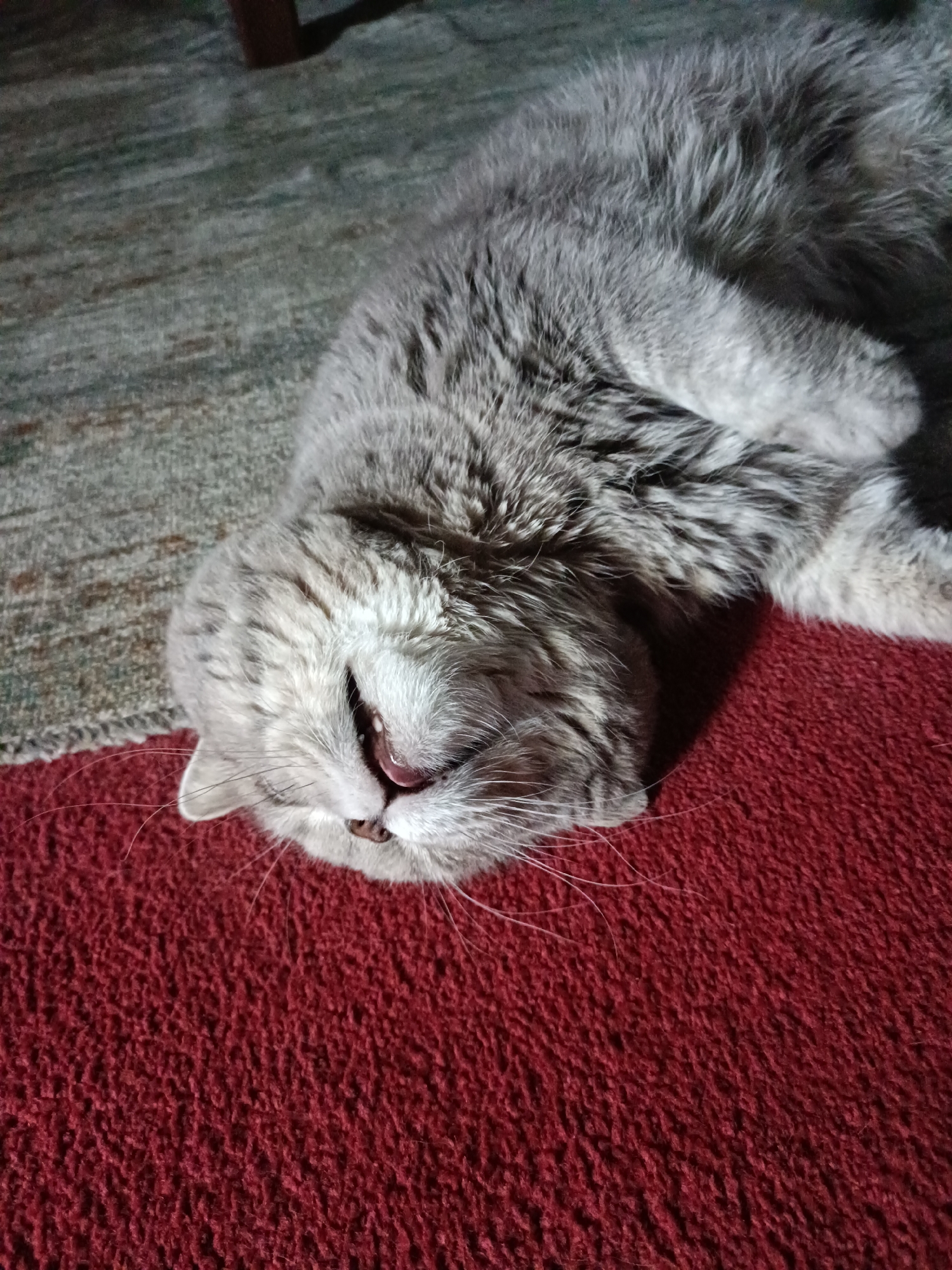 A gray cat is lying on its back on a red carpet with its eyes closed and mouth open, appearing to be sleeping. The cat's fur is fluffy and its tail is curled around its body. The red carpet is textured and appears to be a rug. In the background, a darker carpet or floor is visible. There is no indication of the cat's location in Bataysk, Russia, or any other specific city. The scene is simple and depicts a domestic animal resting.