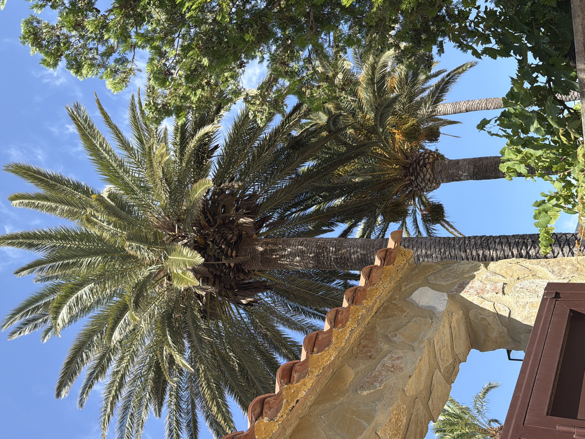 The image depicts a bright, sunny day with a clear blue sky. Dominating the frame are several palm trees with lush green fronds reaching upwards. In the foreground, to the left, is a portion of a building with a terracotta tiled roof and a stone archway. Part of a dark brown metal gate is visible at the bottom left of the image. To the right of the palm trees, a dense green tree with needle-like foliage, possibly a cypress, is visible. Some green leafy vines are also present in the lower right corner of the image. The overall scene suggests a warm, possibly Mediterranean, climate and an outdoor setting.