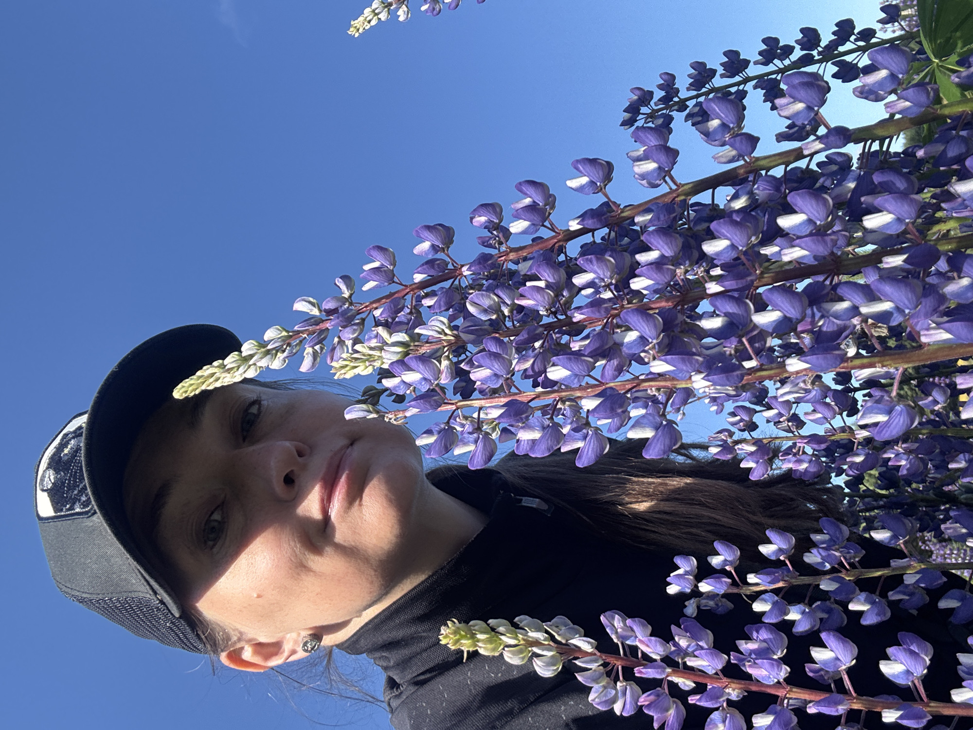A woman wearing a black baseball cap and a black jacket is taking a selfie amidst a field of blooming purple lupine flowers against a clear blue sky. The woman's face is partially obscured by the flowers in the foreground. The camera is positioned low, looking up at the woman and the flowers. The image was captured in the city of Chaikovsky, Russia.