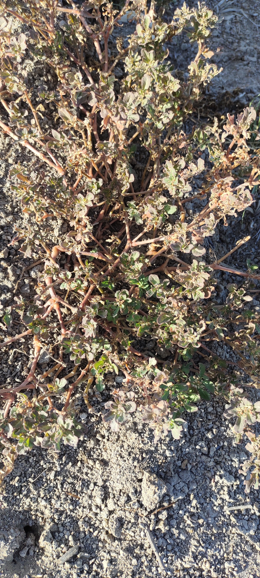 The image shows a ground-level view of a sprawling plant in a dry, arid environment. The plant features reddish-brown stems and small, rounded leaves that are mostly green with hints of brown and red, suggesting some stress or maturity. The surrounding ground is composed of light gray, rocky soil. No people, interactions, or other objects are visible in the frame. The location in Lhokseumawe, Indonesia, is not determinable from the image.