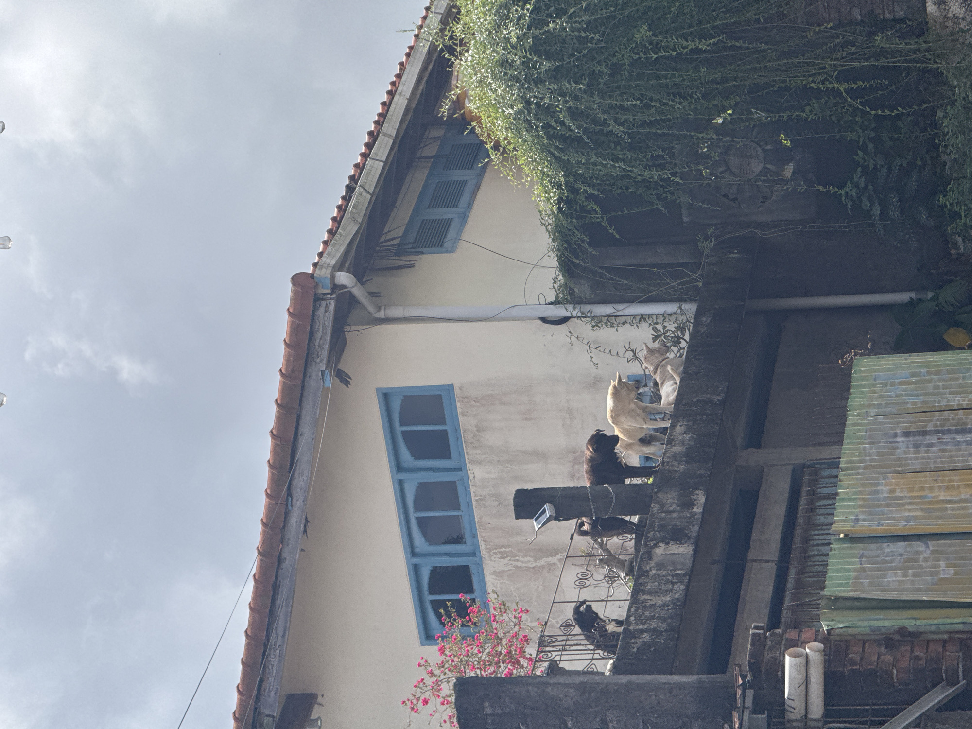 The image shows a building with a terracotta tiled roof and white walls. There are several dogs on a concrete ledge in front of the building. One dog, which is black and white, stands on the far left. To its right, a dark brown dog stands and looks down. Another dog, also dark brown, is in front of the dark brown dog. To the right of that, a tan dog stands and looks down. In the foreground, there are some green corrugated metal sheets and a brick wall. Lush green vines hang down from the right side of the frame. The sky is overcast.