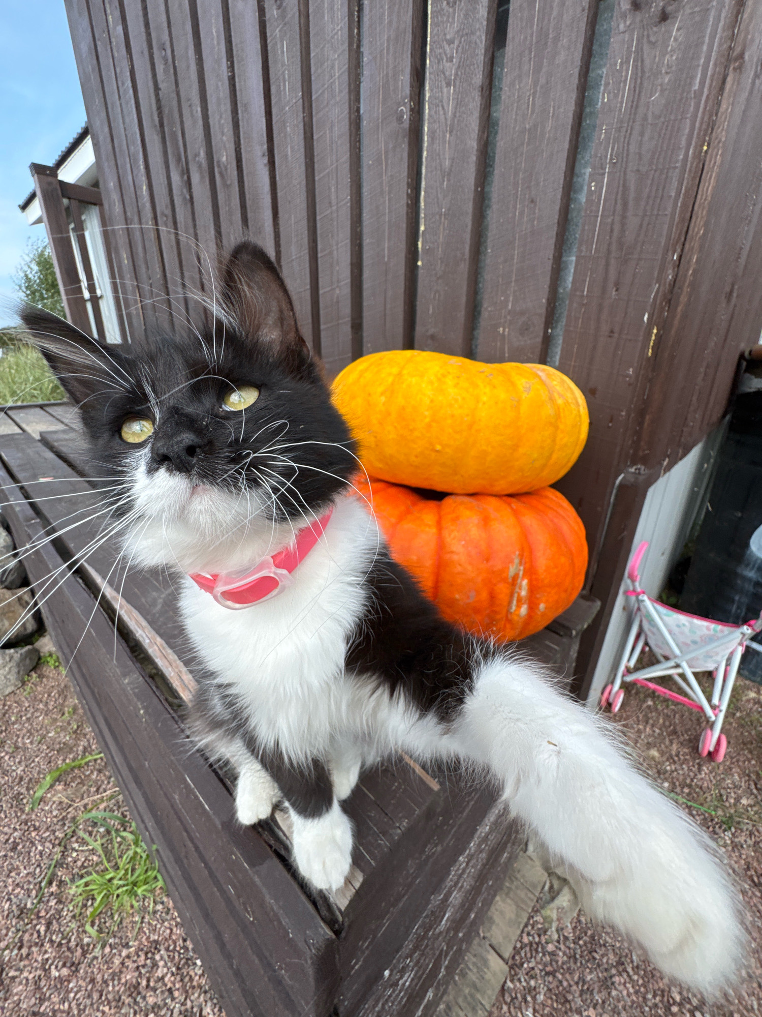 A black and white cat wearing a pink collar is sitting on a wooden deck with two pumpkins behind it. The cat is looking up and to its left, with its right paw extended forward, as if taking a selfie. The pumpkins are stacked on top of each other. In the background, a wooden fence and a portion of a building are visible. A pink and white toy stroller is to the right of the pumpkins. The scene appears to be outdoors, with gravel and some grass on the ground. This scene is located in the village of Kempelevo, Russia.
