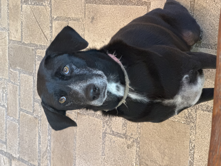 A black dog lies on a tile floor. The dog is positioned at an angle, its head near the upper left corner of the frame. The dog has white fur around its muzzle and chest. It wears a rope collar. Its eyes, which are looking directly at the viewer, have a golden hue. The dog's body is curled slightly, with its tail tucked in. A brown wooden edge is visible on the right side.