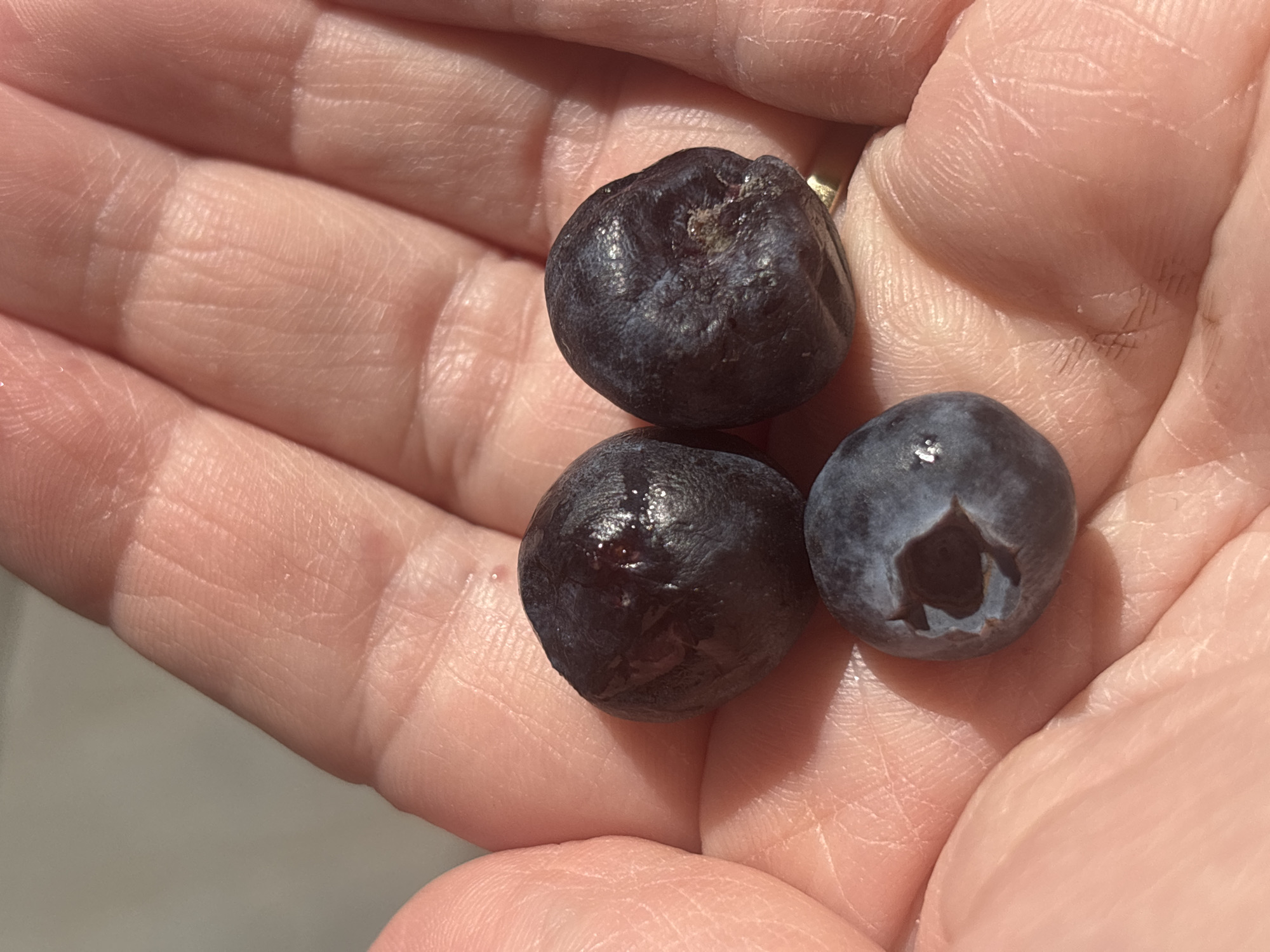 The image shows a human hand holding three dark-colored berries. The hand appears to be light-skinned. The berries are round and slightly wrinkled. One of the berries has a missing section of its skin. The background is out of focus. There is no evidence to suggest the location is Sofia, Bulgaria.