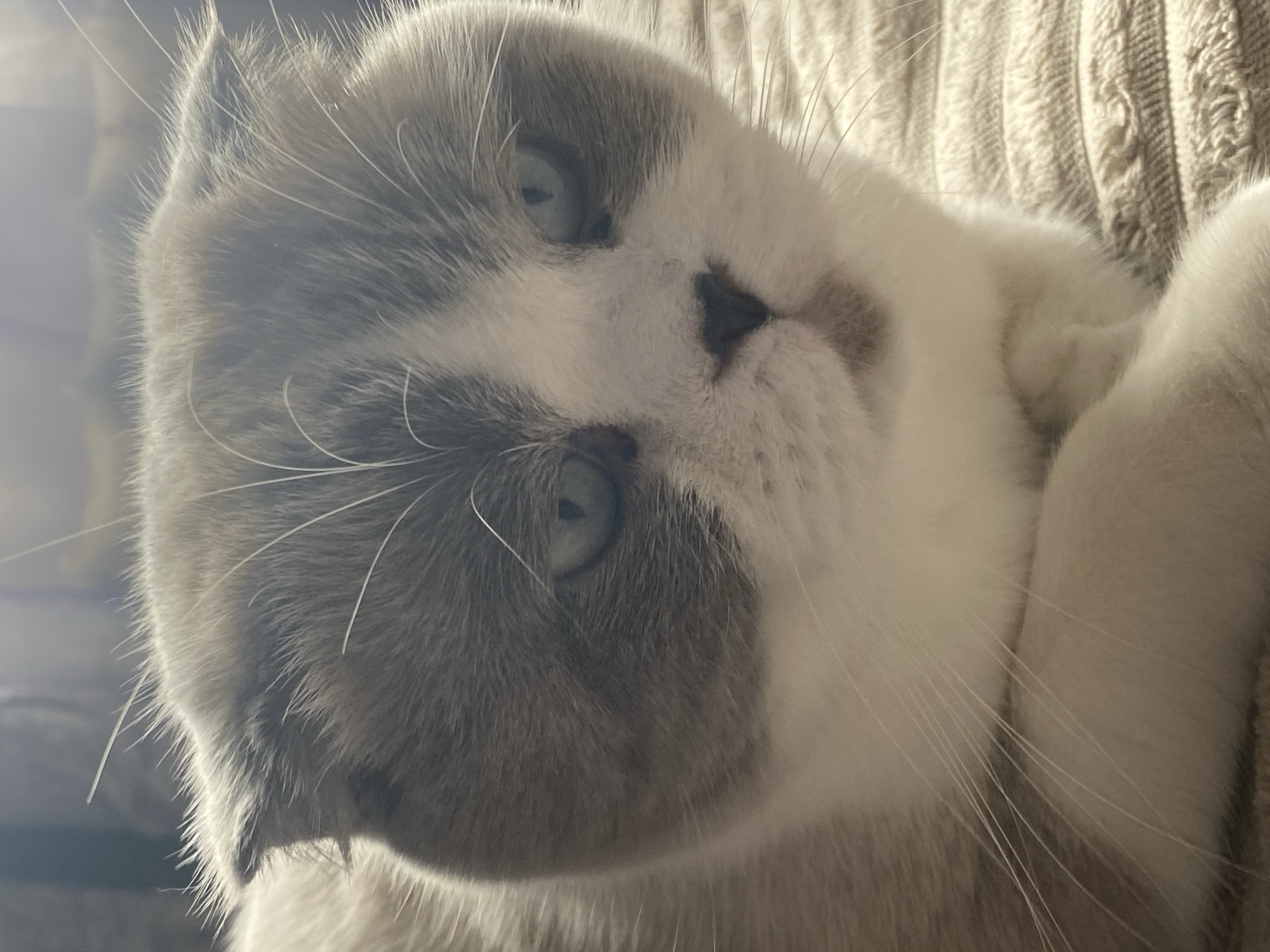 This is a close-up, eye-level, portrait photograph of a grey and white Scottish Fold cat lying down. The cat is positioned in the center of the frame, facing slightly to the right. Its fur is predominantly white with grey markings on its head, ears, and around its eyes. The cat has pale blue eyes and its ears are folded downwards, characteristic of the breed. The lighting appears to be natural, coming from the left, casting a soft glow on the cat's face and highlighting its whiskers. The background is blurred, but appears to be an indoor setting with a textured surface, possibly a blanket or upholstery, in a neutral color. There is no visible indication of the cat's specific location within the city of Novokuznetsk, Russia, or any context that would tie it to that location. The scene is static and depicts a moment of rest for the animal.