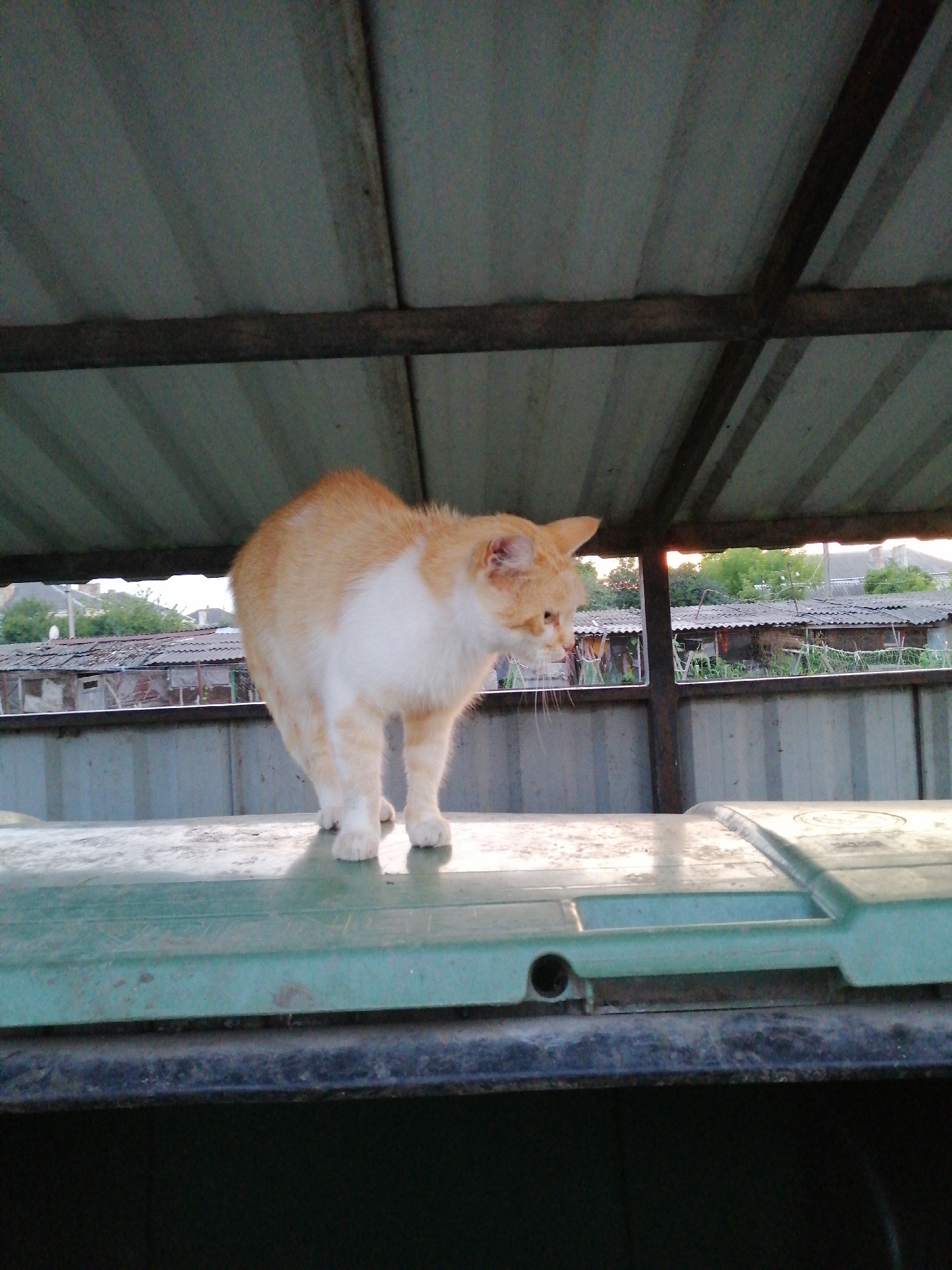 An orange and white cat stands on a green garbage bin lid under a corrugated metal roof. The cat is looking downwards and to the left. In the background, there are houses with corrugated metal roofs, greenery, and a cloudy sky. The scene appears to be outdoors in a residential area.