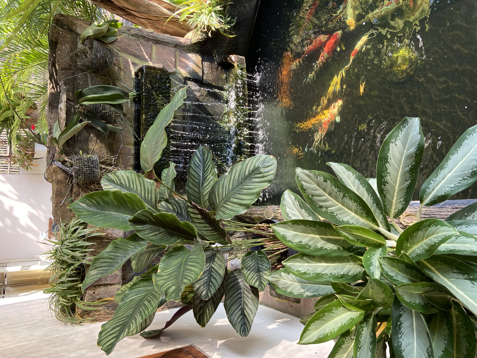 In a tranquil outdoor setting, possibly a garden in Margorejo, Indonesia, a man-made waterfall cascades into a pond teeming with vibrant koi fish. Lush green plants, including what appears to be a Calathea 'Orbifolia' with its striking variegated leaves, and possibly an Aglaonema, frame the scene. The waterfall, constructed with natural-looking rocks, creates a soothing sound and a sense of serenity. The pond's dark water reflects the colors of the koi, adding to the visual appeal. The overall impression is one of natural beauty and peaceful coexistence, a harmonious blend of flora and fauna.