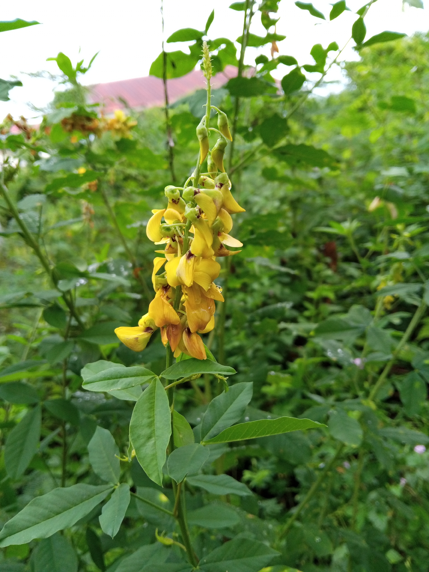 A close-up shot captures a cluster of vibrant yellow flowers hanging from a stem, interspersed with green leaves. The flowers, with their delicate petals, appear to be a species of pea flower, possibly in the Senna genus, given their color and structure. Some of the flowers are in full bloom, while others are still in bud form. Tiny water droplets are visible on some of the petals, suggesting recent rain or dew. The background is a blur of lush green foliage, with hints of a red-tiled roof and a pale sky suggesting an outdoor setting. The environment appears to be a garden or a natural area within Buketteukuh, Indonesia.