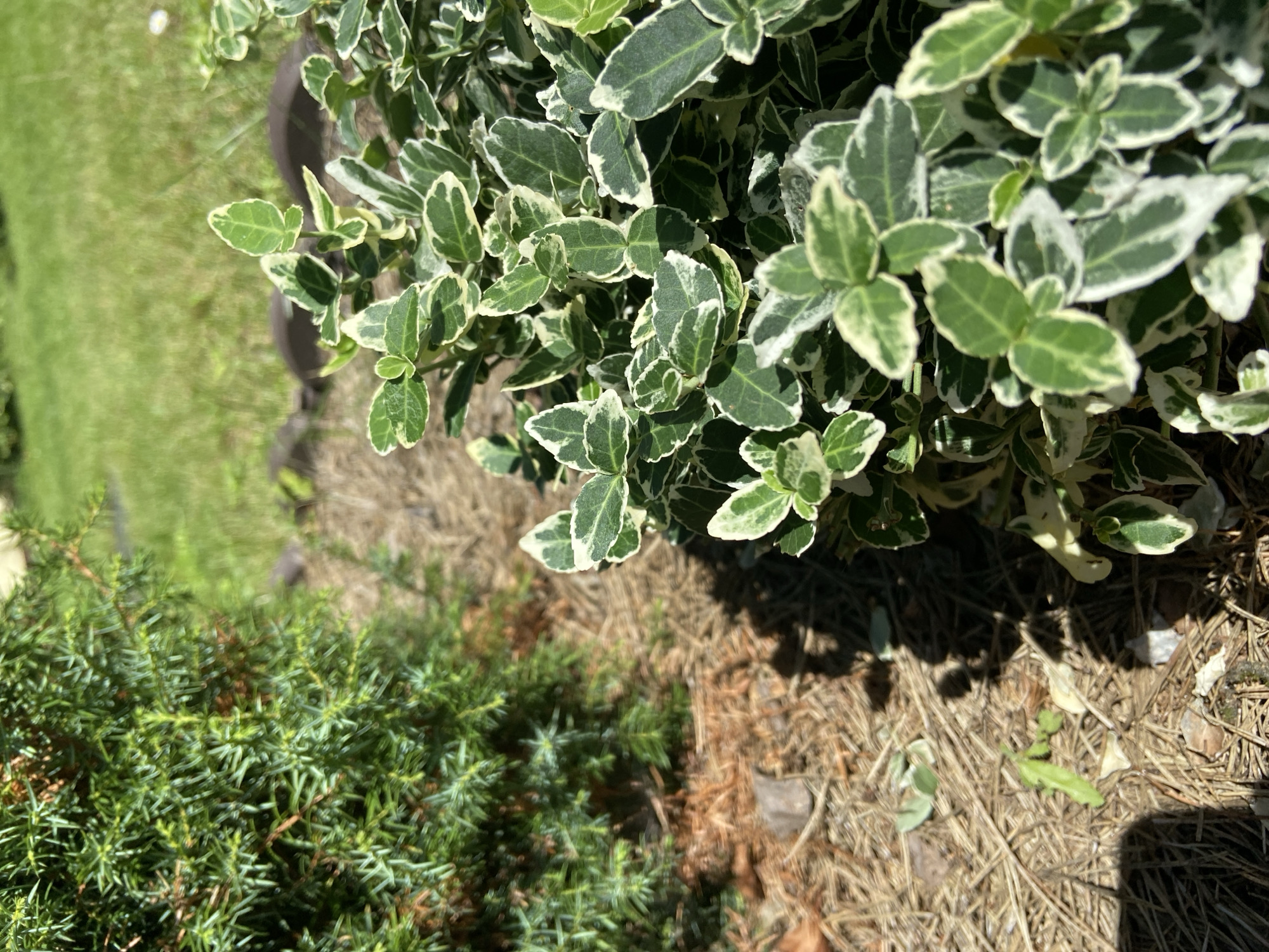 The image shows a close-up view of a garden bed in Зимородок Днп, Russia. In the foreground, there is a variegated shrub with green leaves edged in white. To the left, a dense evergreen shrub, possibly a juniper, is partially visible. The ground is covered with pine needles and mulch. In the background, a lawn and a dark border are visible. The lighting suggests it is a sunny day. There are no people or animals in the image.