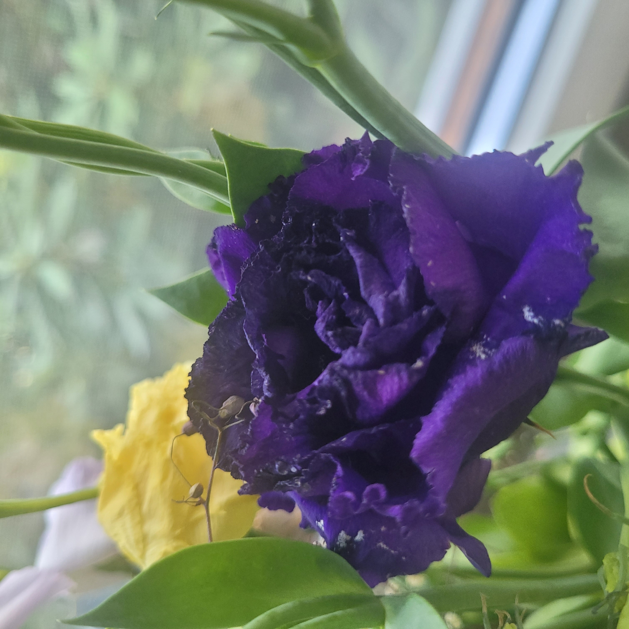 This is a close-up, indoor, eye-level, medium shot of a dark purple, wilted flower in a bouquet. The flower's petals are ruffled and show signs of drying. It is positioned in the foreground, with a bright yellow flower and out-of-focus green leaves and stems surrounding it. In the background, a blurred windowpane reveals a faint view of green foliage and a light-colored horizontal bar, possibly a windowsill or part of the building exterior. There are no people or discernible actions in the image. The lighting is soft, suggesting it is near a window during daylight hours. The scene appears to be a domestic indoor setting.