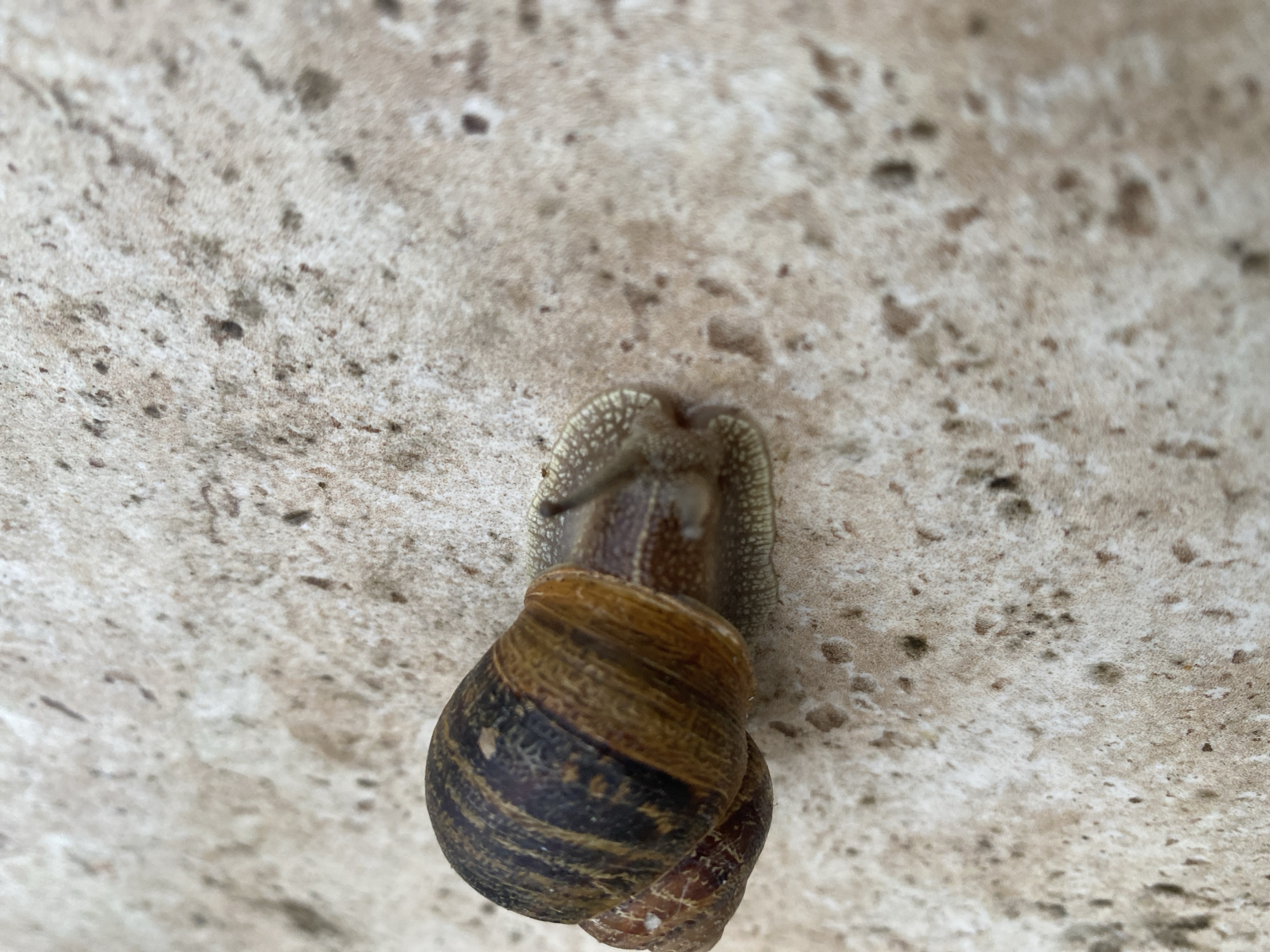A snail clings to a rough, mottled surface of concrete or stone. The snail's shell is a spiraling mix of brown and dark brown stripes. Its head and eyestalks are extended, exhibiting a textured, mottled pattern. The background is out of focus, but appears to be a similar rough surface. There is no explicit information to confirm the location is Truchtersheim, France. No people, actions, or interactions are visible.