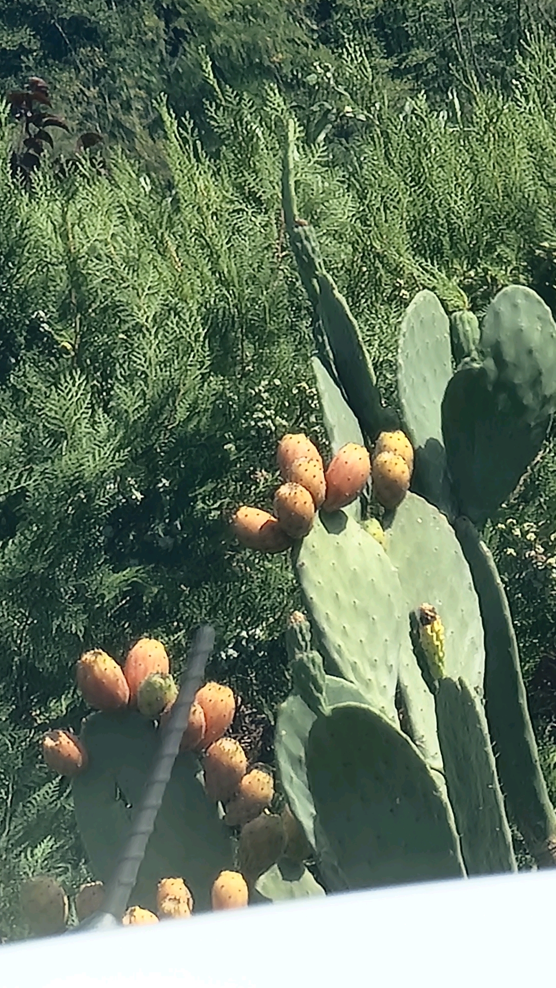 The image captures a close-up view of prickly pear cacti laden with ripe fruits, a common sight in the Mediterranean landscape. The cacti, with their characteristic flat, paddle-shaped pads, are dotted with numerous pear-shaped fruits in various stages of ripeness, displaying hues ranging from green to vibrant orange. In the background, lush green foliage forms a dense backdrop, suggesting a natural setting. The overall impression is one of abundance and the natural beauty of the region. Without further information, it is impossible to determine the specific location within Castellfollit de la Roca, Spain.