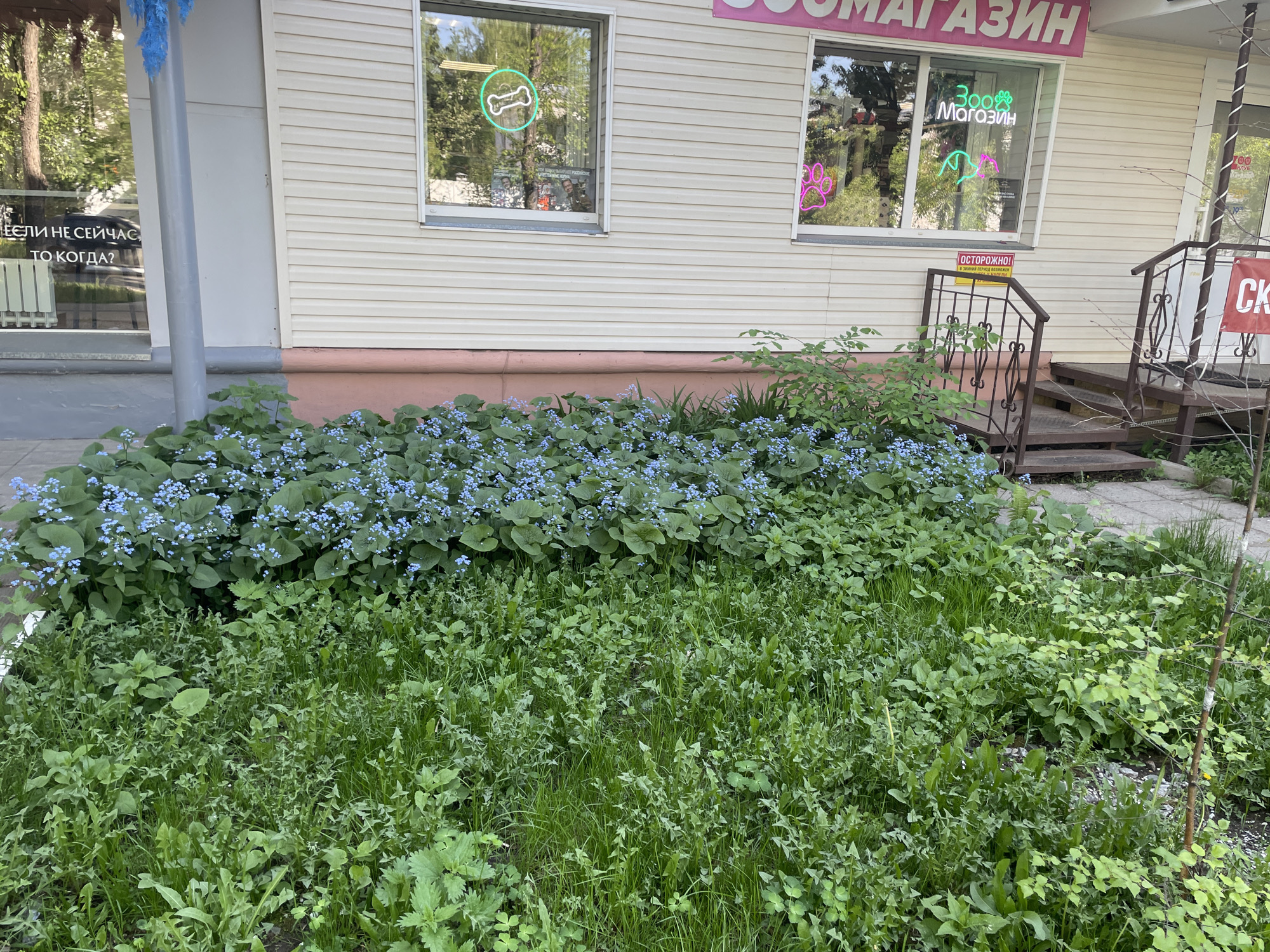 The image depicts a flowerbed in front of a building in Chaikovsky, Russia. The building has a sign in Russian reading "ЗОО МАГАЗИН" (Zoo Shop) and has windows with neon signs shaped like a bone and a paw. A sign saying "ОСТОРОЖНО!" (Caution!) is visible near the entrance steps. The flowerbed contains a variety of green plants and blue flowers. A pole with a blue decoration is on the left. The overall impression is a small shop with some greenery in front.