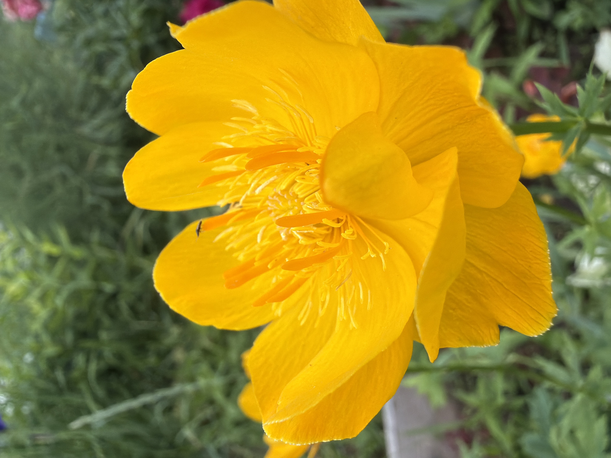 A close-up, eye-level, vertical shot features a vibrant yellow flower, likely a Trollius, in bloom. The flower's petals are layered and appear slightly ruffled, with a textured surface. The center of the flower is a dense cluster of orange stamens. A tiny black insect is visible on one of the petals. The background is a soft-focus blur of green foliage, suggesting a garden setting. Hints of other colors, possibly pink, are present in the background, but are indistinct. The overall lighting is natural, casting a gentle glow on the flower. The image was taken in Petukhi, Russia.