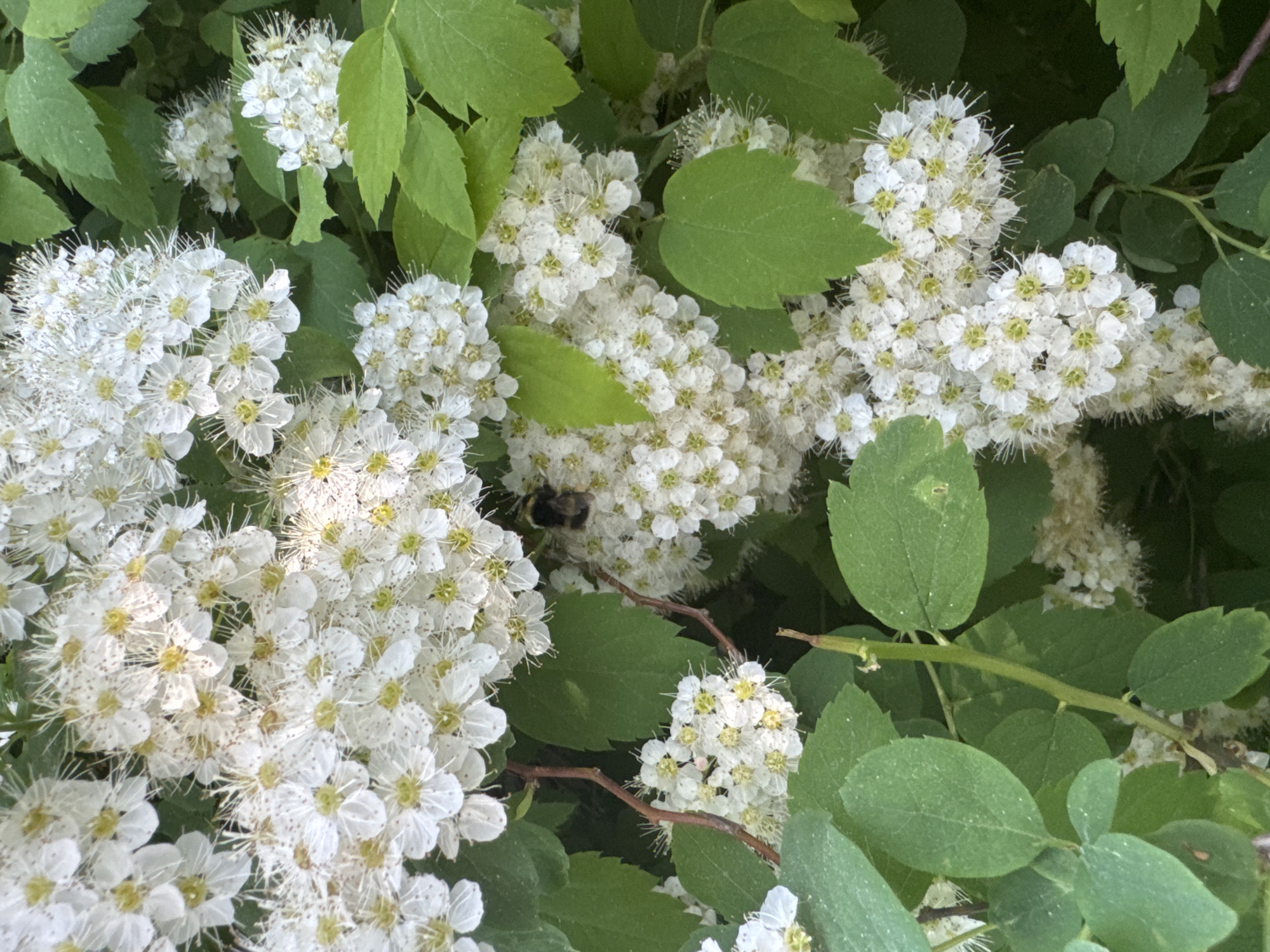 The image shows a close-up view of a flowering shrub with white blossoms and green leaves. A bee is visible among the flowers. The location is not specified in the image.