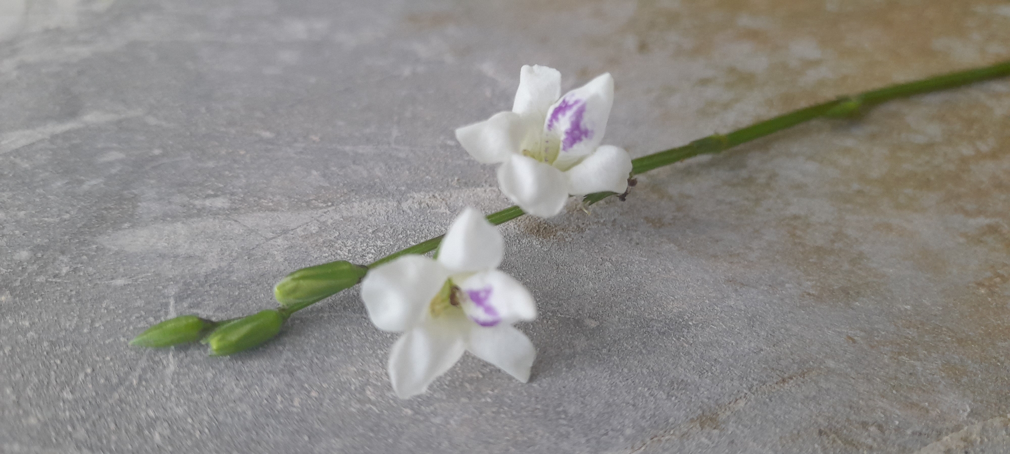 A sprig of white flowers with purple markings lies on a gray, textured surface. The stem is green and has several small, unopened buds. The setting appears to be outdoors, possibly on a stone or concrete surface. The location is Buketteukuh, Indonesia.
