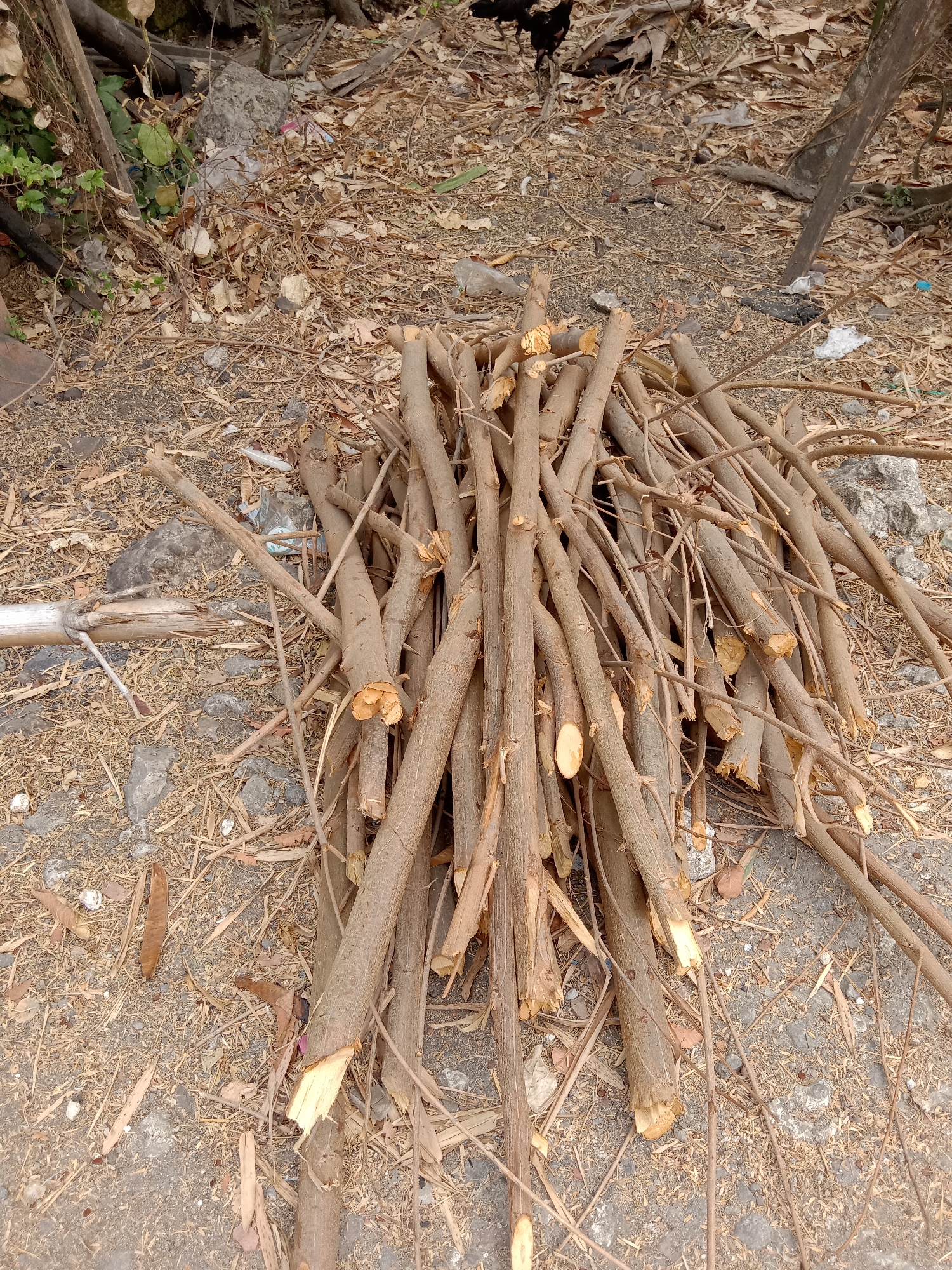 The image depicts a pile of cut branches on the ground in an outdoor area. The branches are of varying thicknesses and lengths, with rough, freshly cut ends visible on many. They are predominantly brown and gray in color, with some appearing to have a rough texture.
The ground surrounding the branches is covered with dry leaves, twigs, small stones, and some debris that appears to be plastic or paper. In the background, there are more dry leaves, some larger rocks, and what appears to be a wooden structure or fallen log. There is also a hint of green foliage in the upper left corner of the image.
The scene suggests an area that has undergone some form of pruning or clearing of vegetation. The overall environment appears somewhat unkempt. The image does not contain any identifiable people or animals, nor does it provide specific details that would place it in the city of Jumput, Indonesia. The lighting suggests daylight conditions.