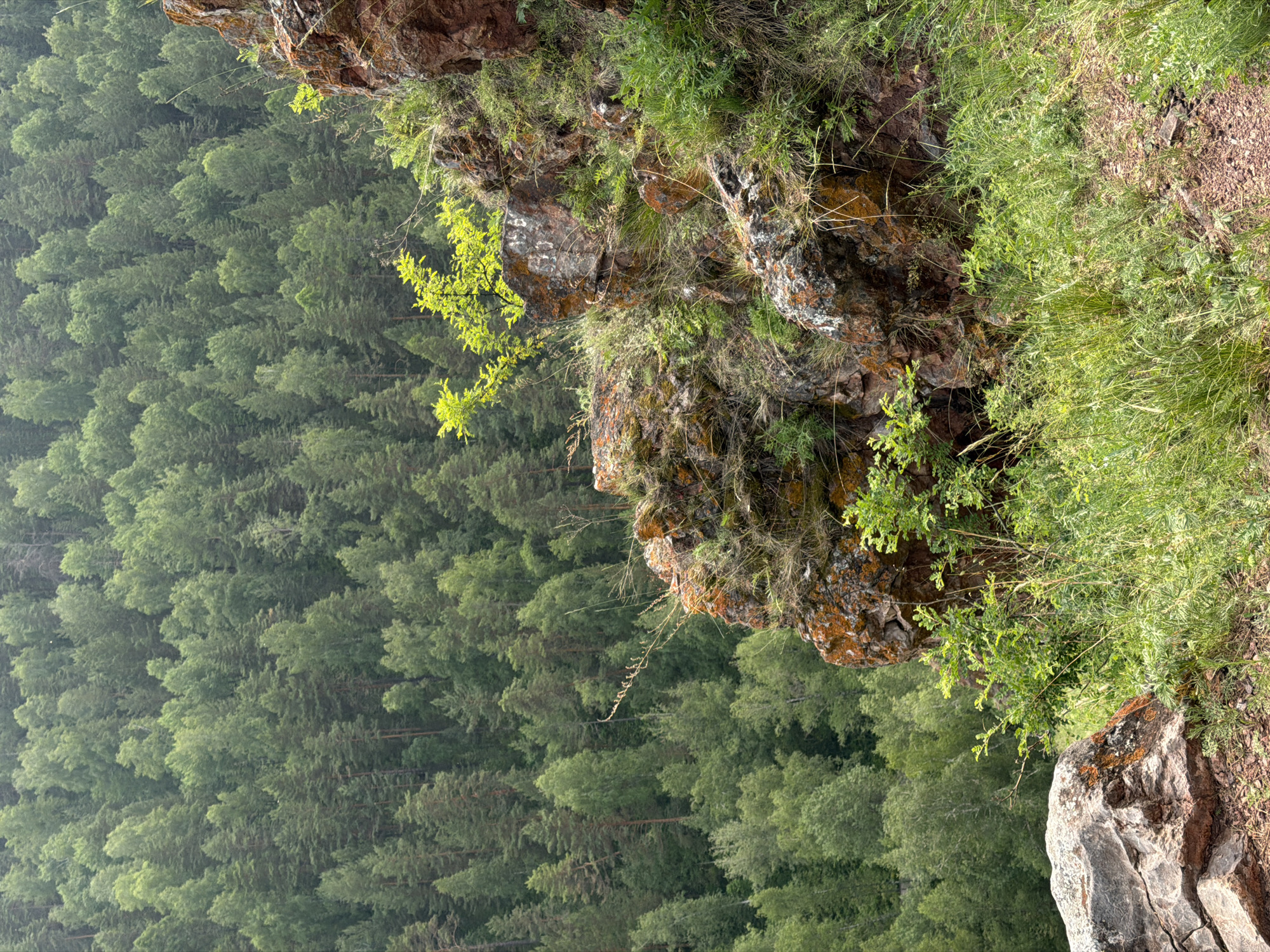 The image depicts a rocky, verdant slope overlooking a dense forest. In the foreground, a large, rough-textured rock with reddish-brown and orange mineral deposits sits to the left. The slope itself is covered in lush green grass, interspersed with smaller rocks and sparse vegetation. To the right, a rocky outcrop rises, also adorned with similar mineral coloring and vegetation. A small, vibrant green tree with bright leaves grows from the rocky surface. In the background, a vast expanse of coniferous forest stretches to the horizon, its treetops a uniform shade of green. The scene appears to be a natural landscape, likely a hiking trail or viewpoint area. This viewpoint is characteristic of the Stolby Nature Reserve, located in the Krasnoyarsk Krai region of Russia, near the city of Krasnoyarsk. The geological formations and abundant forest are signature features of this protected area, known for its unique rock pillars and Siberian taiga. No people or specific actions are visible in the image.