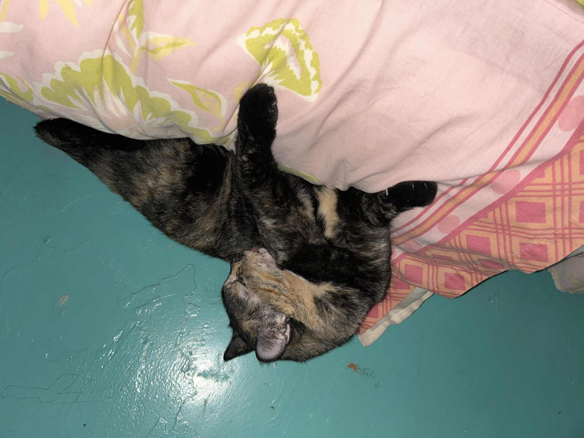 A tortoiseshell cat is lying upside down on a teal floor. The cat's head is near the bottom of the image, with its tail pointing towards the upper left. A pink and yellow patterned blanket is partially covering the cat. The location is not discernible.