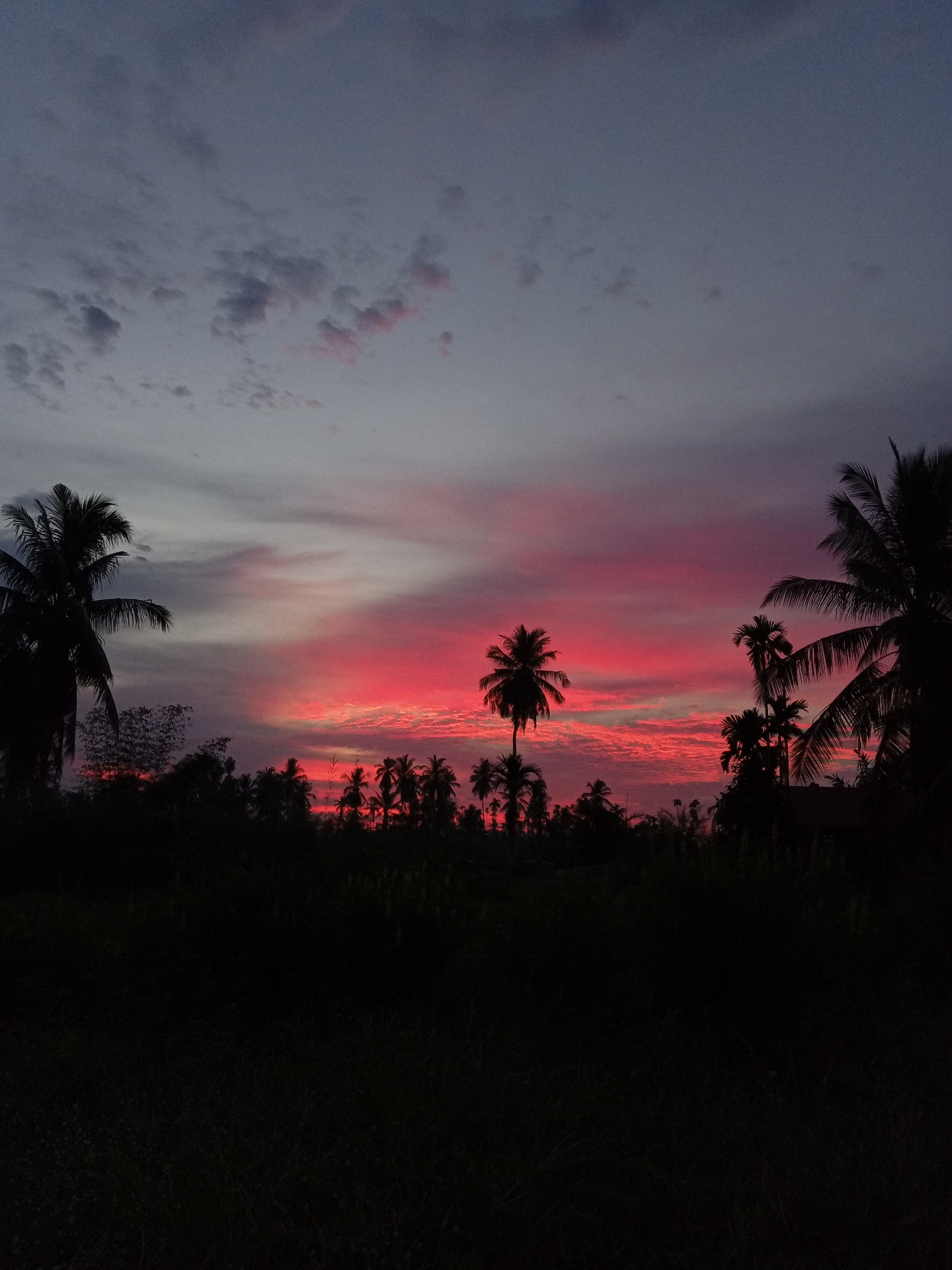 A silhouette of palm trees and foliage against a vibrant sunset sky is captured from the city of Blang Mee, Indonesia. The sky transitions from a deep blue-grey at the top to a fiery gradient of pink and red, illuminated by the setting sun. The foreground is dominated by the dark, indistinct shapes of trees and vegetation.