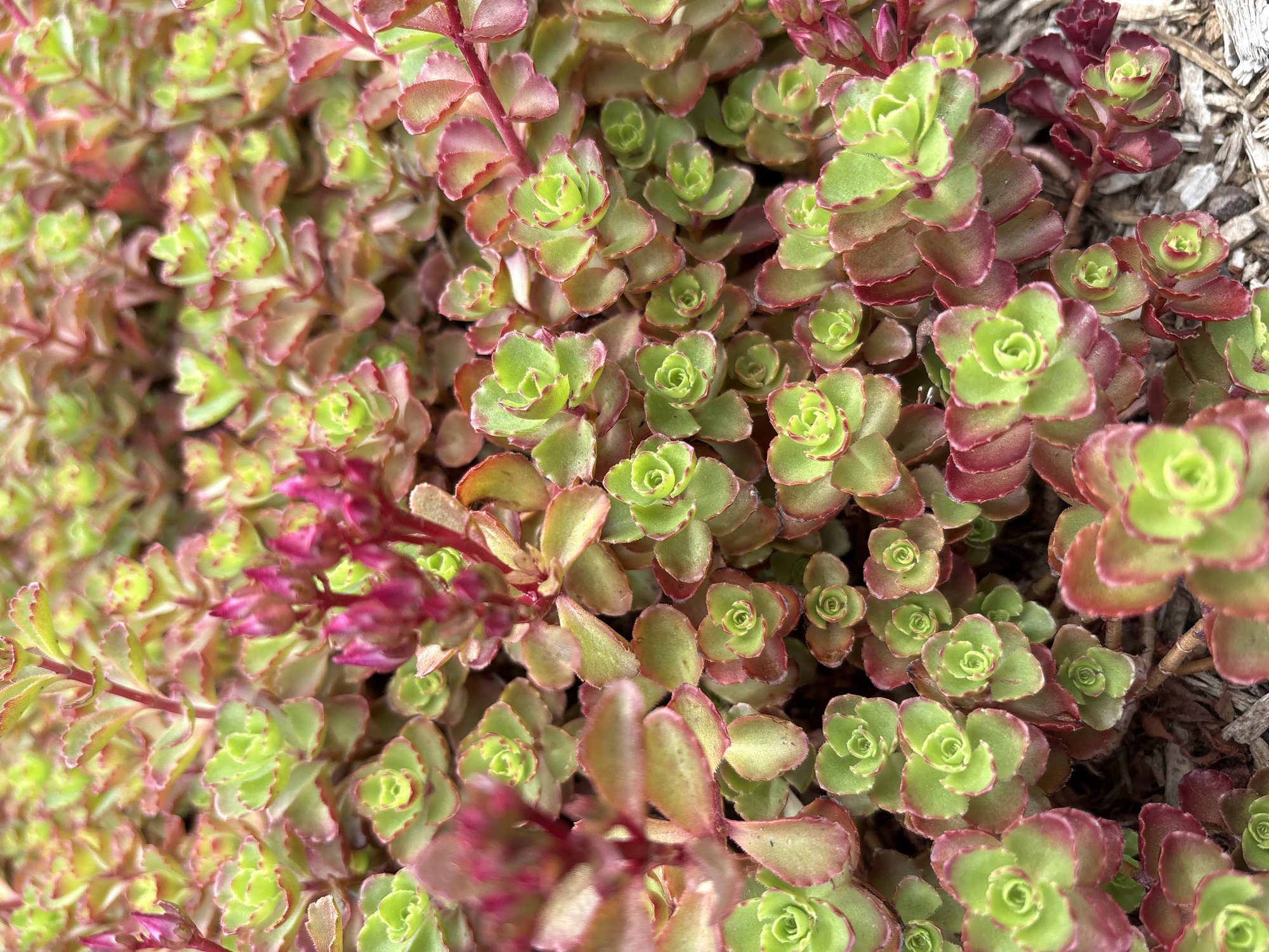 The image is a close-up, top-down view of a patch of sedum plants. The plants have fleshy, green leaves with reddish-pink edges, and some have small, developing pink flower buds. The foliage is dense and overlaps, creating a textured carpet. The ground beneath the plants appears to be covered in mulch. The lighting suggests it is daytime, possibly overcast. The location is Beaverton, Oregon, United States of America, in a garden or landscaping setting.
