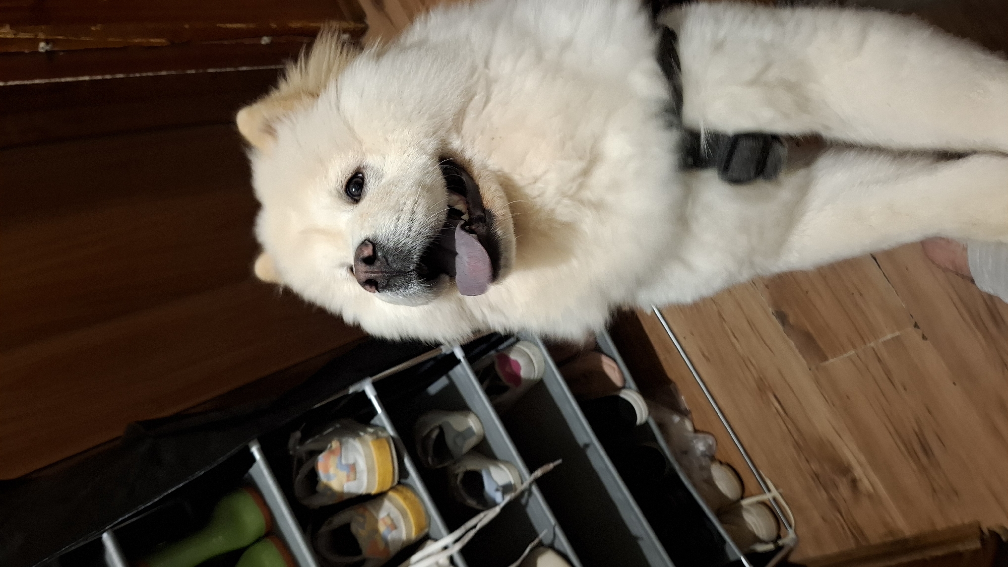 A cream-colored Chow Chow or similar Spitz-type dog with thick fur and dark eyes is depicted from the chest up, positioned slightly right of center. The dog has a dark nose with pinkish undertones, and its mouth is open, revealing a pinkish-purple tongue and a happy expression as it looks upward and to the right. A dark-colored harness strap is visible around its chest. To the left, a multi-tiered shoe rack made of light grey metal and black components holds various pairs of shoes; notable pairs include bright green boots with orange soles on the top shelf and colorful sneakers on the second shelf. The floor beneath is composed of medium-brown wooden planks. A human foot, partially obscured and wearing a light-colored slipper or sock, is visible at the bottom left, near the dog's legs. The background on the upper right features a dark brown, possibly wooden, textured surface. The scene is indoors, in an unknown location within the city of Unknown, Unknown.