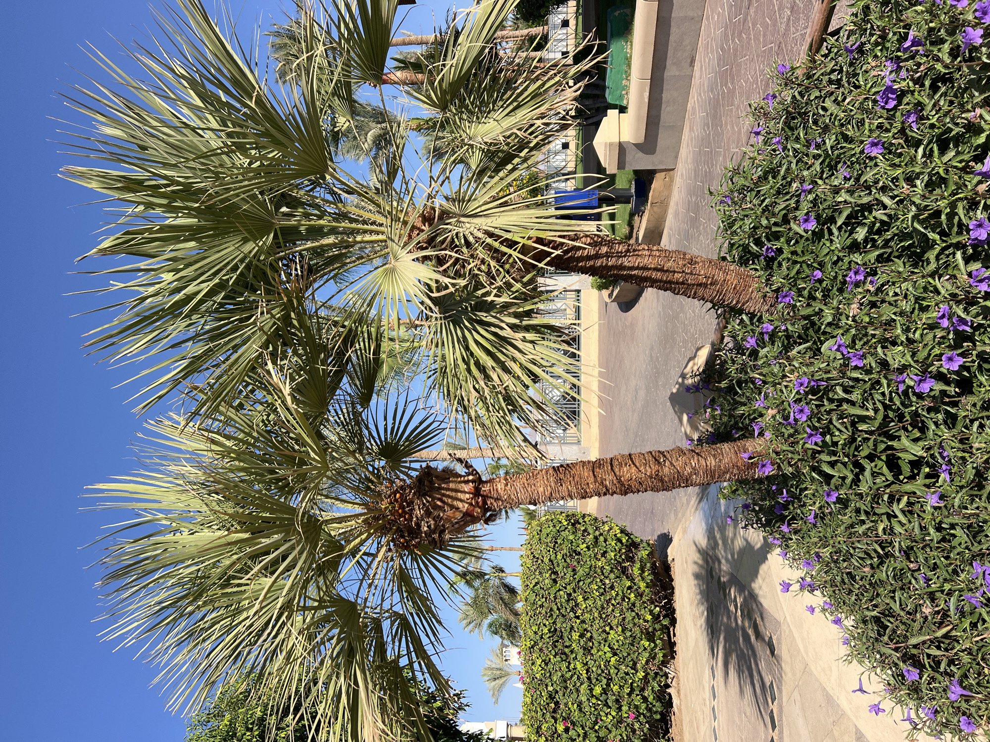In Sharm El Sheikh, Egypt, two mature palm trees with textured brown trunks stand prominently in the foreground. Their fronds, a vibrant green, fan out against a clear, brilliant blue sky. The trees are partially surrounded by a dense bed of lush green foliage dotted with small, vibrant purple flowers. The ground is paved with patterned interlocking pavers, with a curved edge leading into the planted area. To the left, a meticulously trimmed green hedge forms a backdrop, casting a dappled shadow from the palm trees onto the walkway. In the distance, more palm trees and some architectural elements, possibly part of a resort or hotel, are visible. The scene is bathed in bright sunlight, indicating a clear, warm day.