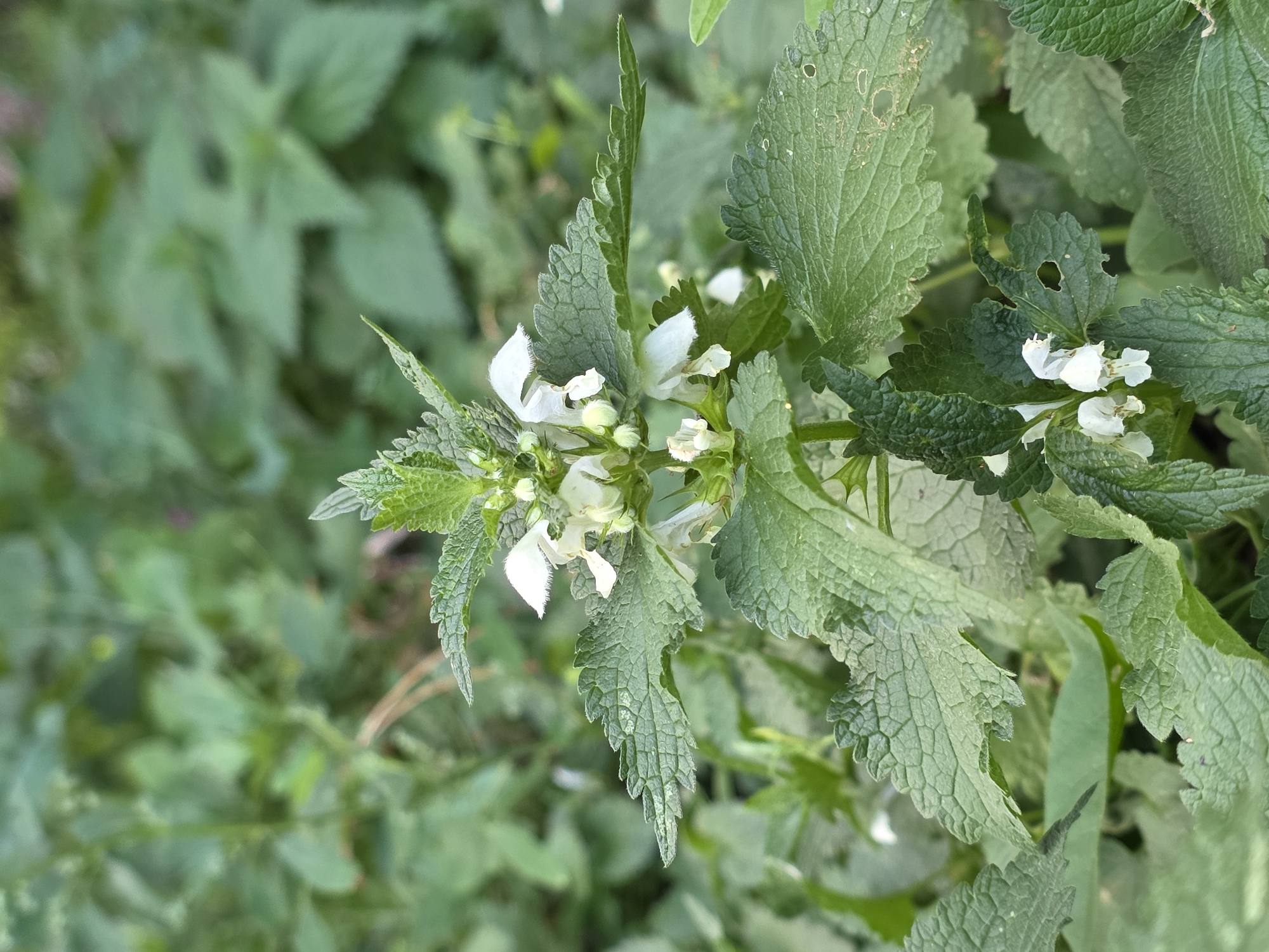 A close-up, vertical shot features a plant with serrated green leaves and small white flowers. The flowers are clustered at the top of the plant, with some individual blossoms visible lower down. The leaves are textured and some have small holes. The background is a soft blur of more green foliage, suggesting an outdoor, natural environment. There is no indication of the city of Речицы, Russia, or any human presence in the image.