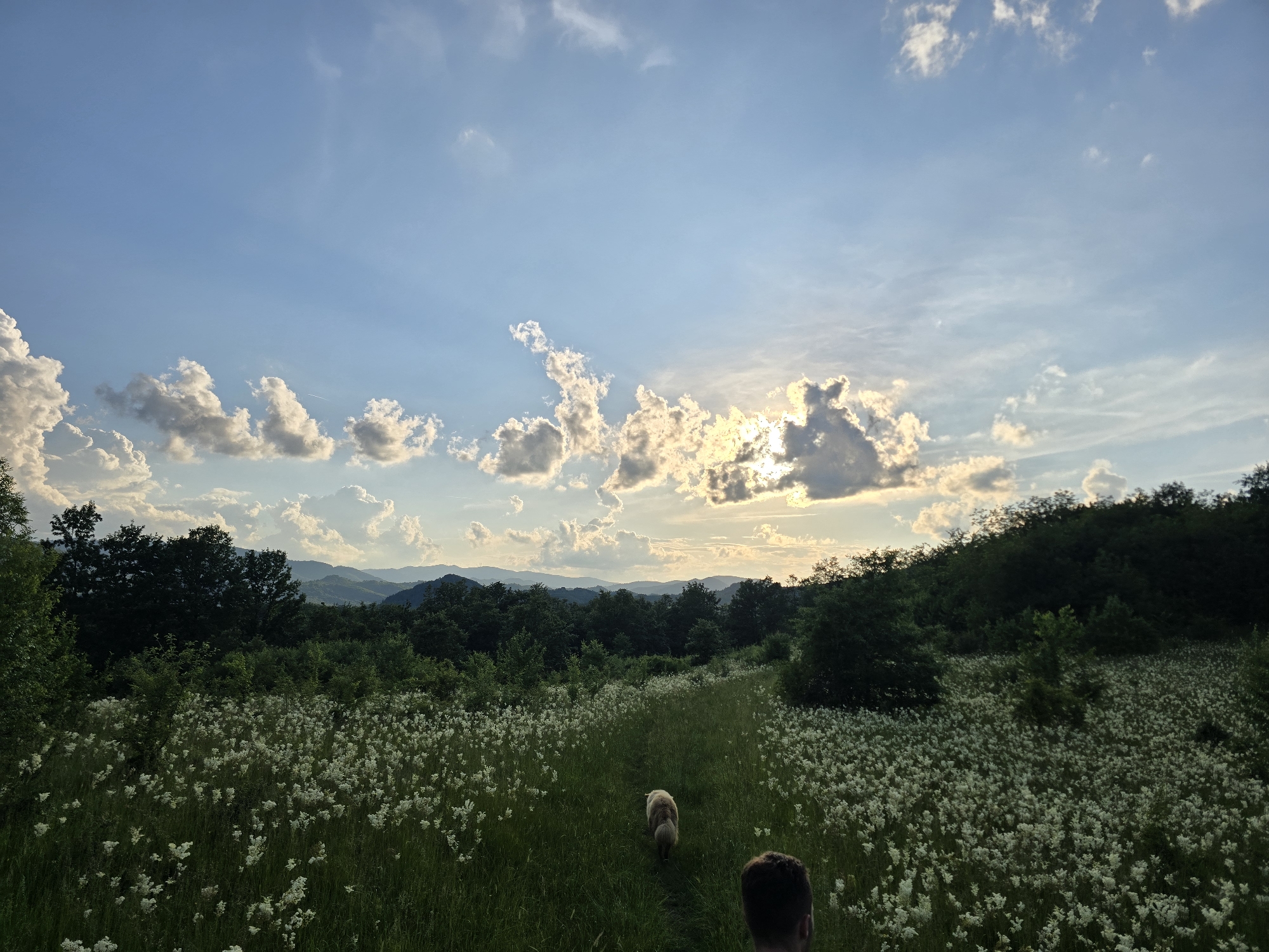 A medium shot captures a vast field of white wildflowers, predominantly in the foreground and mid-ground, stretching towards a tree line and rolling hills in the distance. The sky is a brilliant blue, punctuated by scattered white and grey clouds, with the sun partially visible, casting a warm glow. A light-colored dog is walking away from the viewer along a path through the field, followed by the head and shoulders of a person whose back is to the camera. The overall scene depicts a serene, natural landscape with two figures and a canine companion.