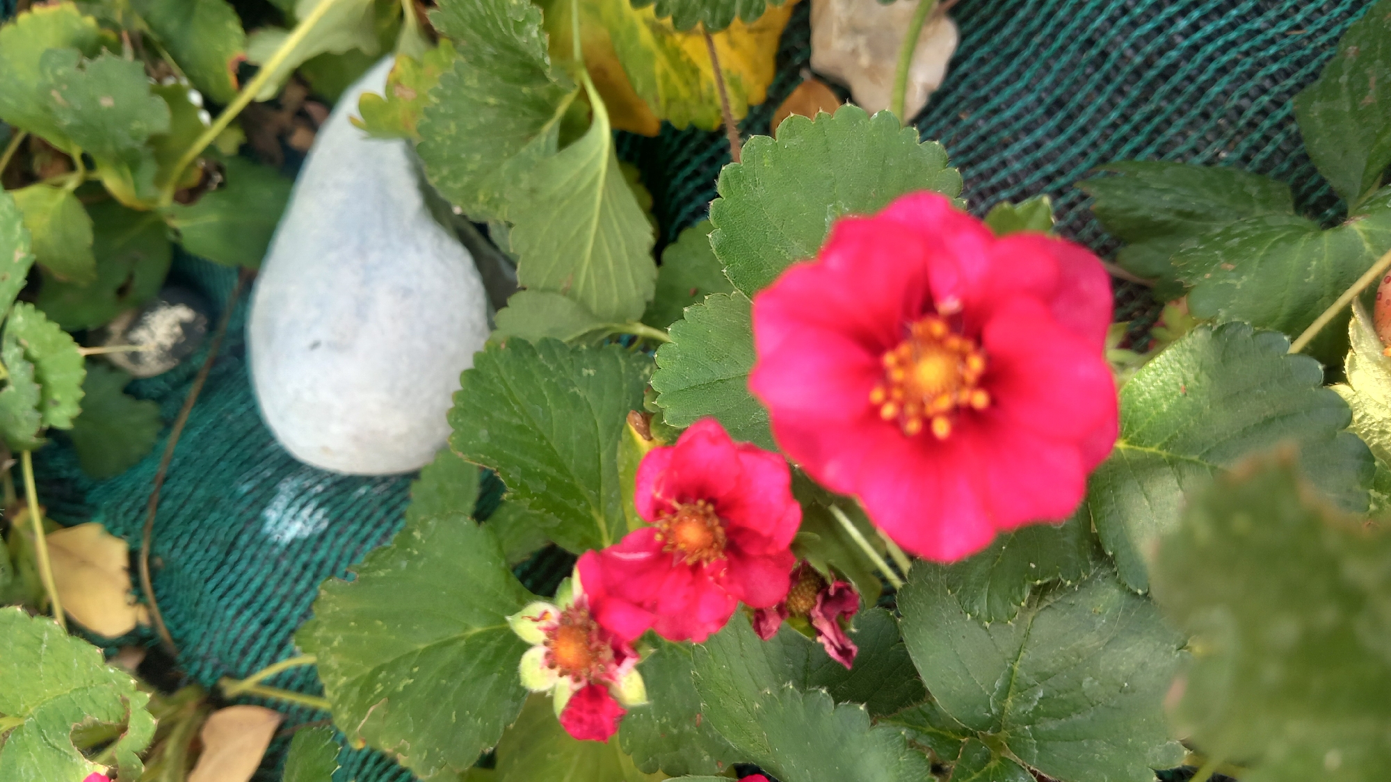 A close-up, slightly blurred shot shows several bright pink strawberry flowers with yellow centers amidst lush green foliage. A light-colored, elongated object, possibly a decorative stone or ornament, rests on a green mesh material in the background. The setting appears to be an outdoor garden or potted plant arrangement, with some leaves showing yellowing edges, suggesting a natural environment. The image is taken at a low angle, focusing on the blossoms. The location of Άγιος Νεκτάριος, Greece, is not discernible from the visual information provided in the image.