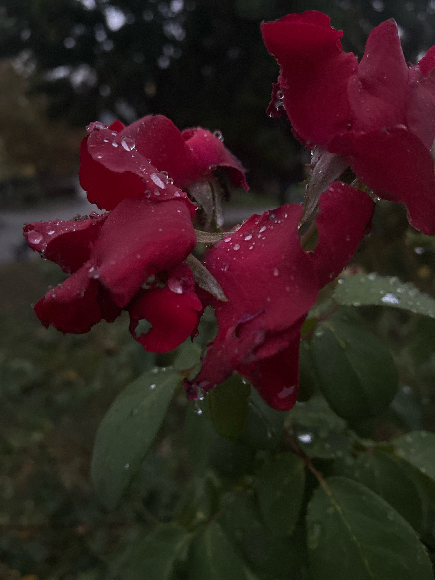 A close-up, low-angle shot captures several red rose petals adorned with water droplets. The roses are the primary subjects, with their deep red color and the glistening dew creating a textured appearance. The background is blurred, featuring dark green foliage and hints of a muted, overcast sky. The scene appears to be outdoors, possibly in a garden or park setting. The overall mood is somber and reflective, emphasized by the subdued lighting and the wet appearance of the flowers. No specific landmarks or identifiable features are visible that would indicate a location in Brno, Czechia.