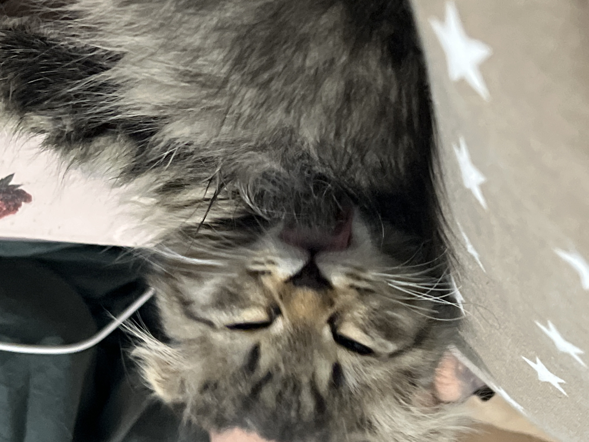 A close-up, horizontal shot shows a fluffy, brown tabby kitten with its eyes closed and its tongue slightly out. The kitten appears to be sleeping or resting comfortably, nestled against a tan fabric pillow with white star patterns. The pillow is to the left of the kitten, and a dark green fabric is visible in the background to the right. A white cable is also present in the background. The kitten's fur is long and appears to be a mix of grey and brown stripes. The lighting is soft and natural, suggesting an indoor setting. There are no people or other animals visible in the frame. The scene is calm and peaceful.