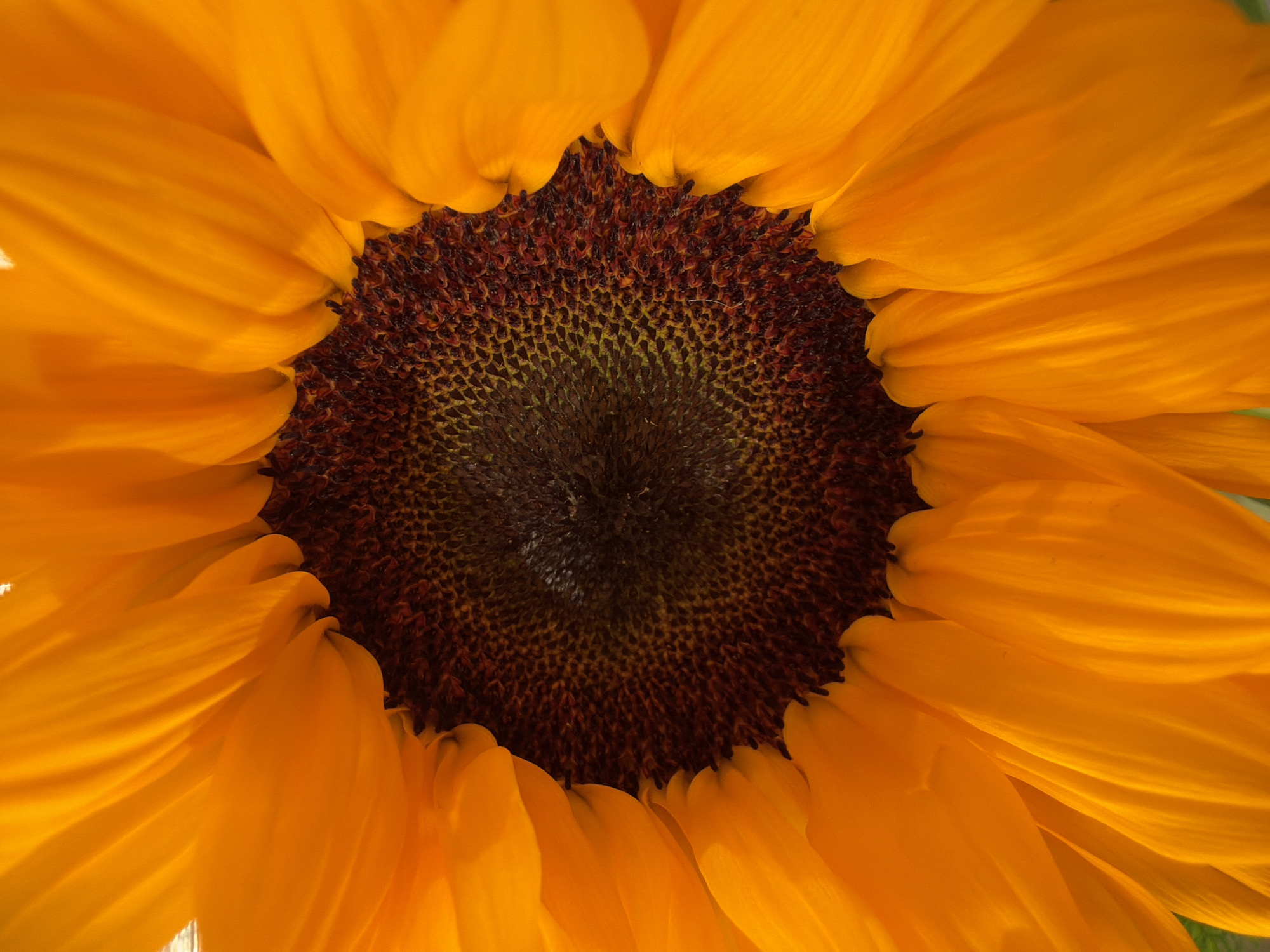 The image shows a close-up of a sunflower. The central disk is dark brown with a visible spiral pattern of seeds. The surrounding petals are bright yellow-orange, curving inward towards the center. The location and other details about the image are unknown.