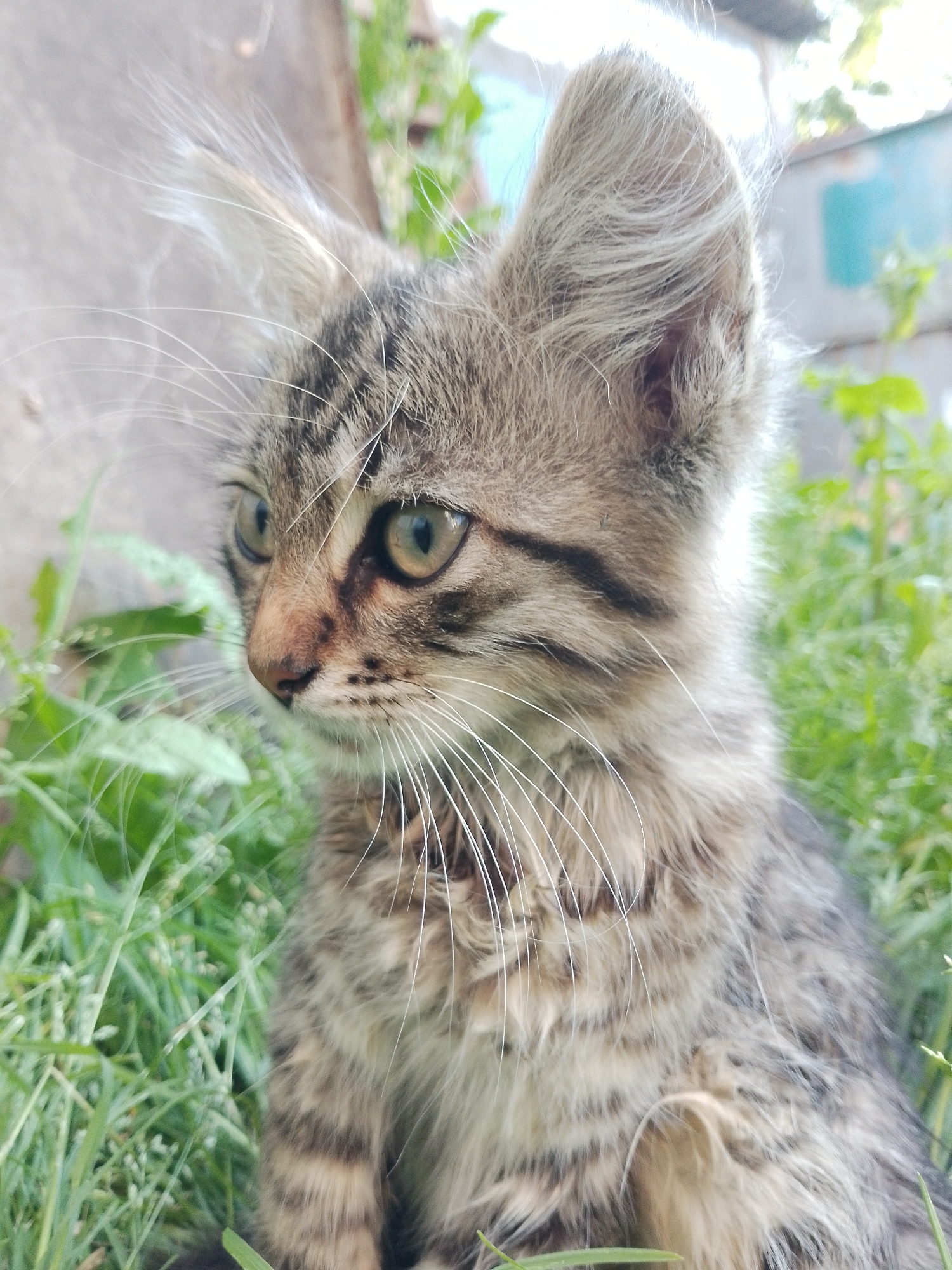 The media file is a close-up, eye-level shot of a young tabby kitten sitting in lush green grass. The kitten is facing to the left of the frame, with its head tilted slightly upwards. Its fur is a mix of gray, brown, and black stripes, characteristic of a tabby pattern. The kitten has large, expressive green eyes that are looking off into the distance. Its whiskers are long and white, fanning out from its muzzle. The background is blurred, with hints of green foliage and a light-colored structure, possibly a wall or fence, with some greenish-blue on it. The focus is entirely on the kitten's face and upper body, highlighting its delicate features and fluffy fur. The lighting suggests it is daytime, likely outdoors. There is no visible text. The overall impression is one of a curious and alert young animal in a natural outdoor setting.
