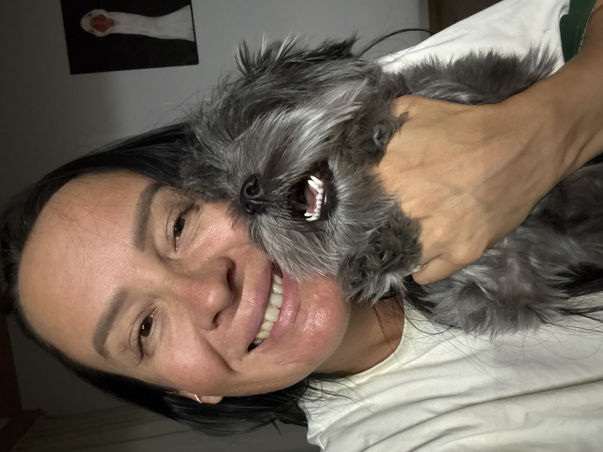 A woman is holding a small grey dog up to her face. The dog is baring its teeth. The woman is smiling. The background is blurry, but there is a picture of a white swan on the wall. The woman is wearing a white t-shirt. The location is unknown and no details of a city named Chaikovsky, Russia are present.