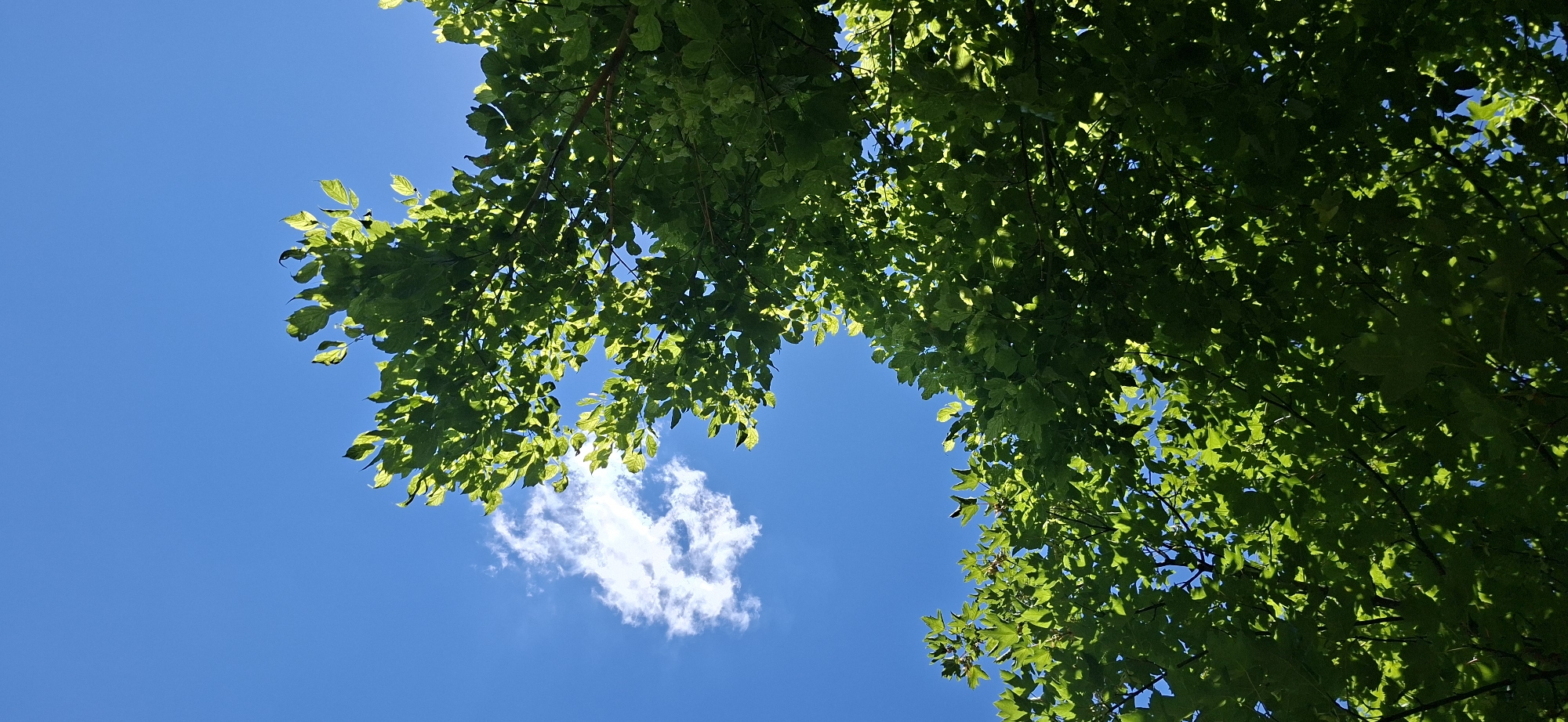 The image shows a view looking up through the canopy of a tree, with bright green leaves obscuring much of the clear blue sky. A single, small white cloud is visible in the upper left quadrant of the sky. The lighting suggests it is daytime, with sunlight filtering through the leaves, creating dappled shadows. No people or specific identifiable objects are present in the image, beyond the natural elements of the tree and sky. The scene is one of nature under a bright sky.