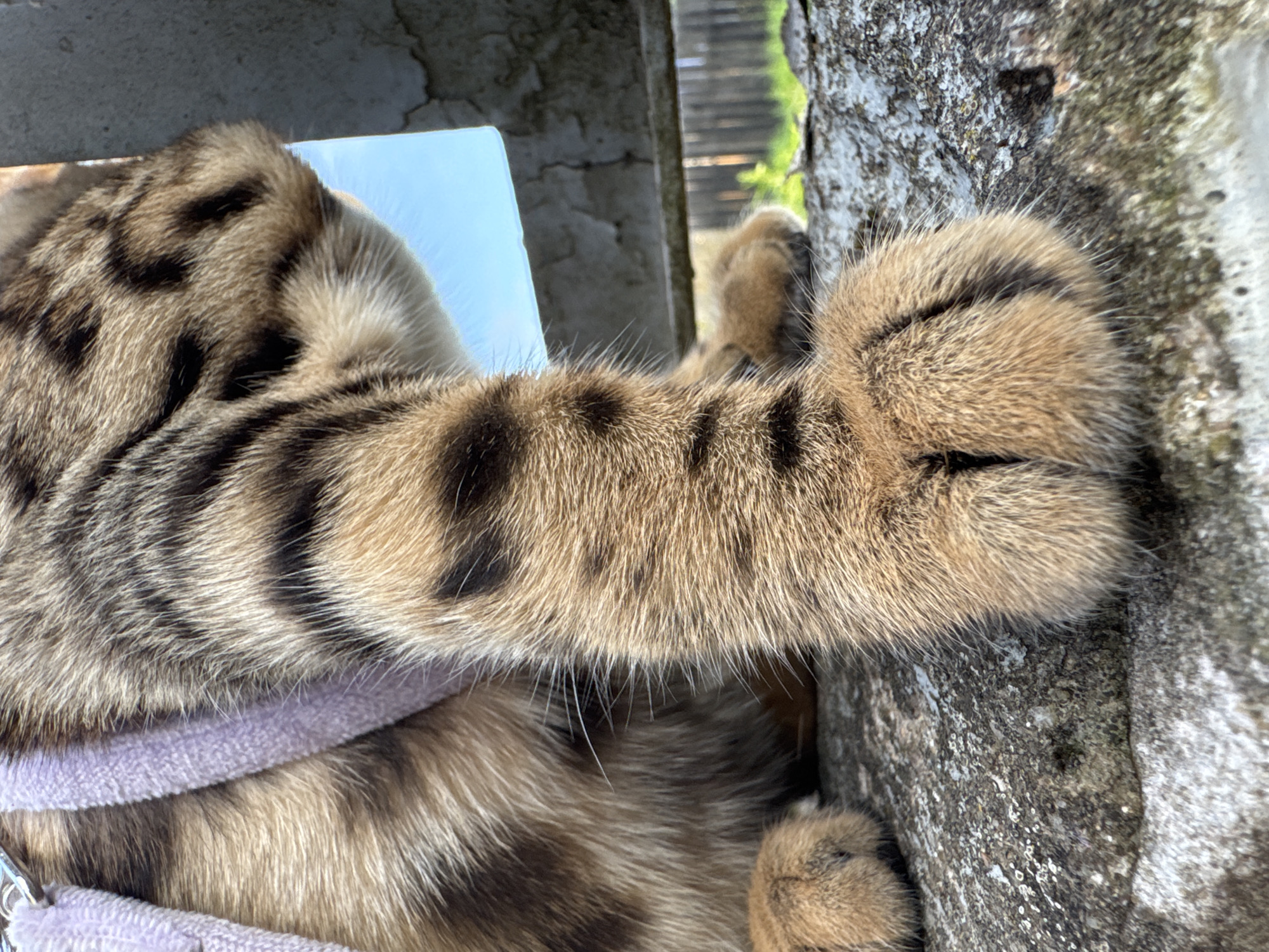 The image shows a close-up of a tabby cat's paw resting on a rough, textured surface, likely concrete or stone. The cat has distinctive dark stripes against a golden-brown background fur. A light purple harness is visible around the cat's body. In the background, through a gap in a weathered, possibly metal or concrete structure, a bright blue sky and some greenery, suggesting an outdoor setting. The overall scene is a detailed focus on the cat's paw and immediate surroundings, with a hint of the wider environment. The image does not contain any information that would indicate its location in Rzhev, Russia.