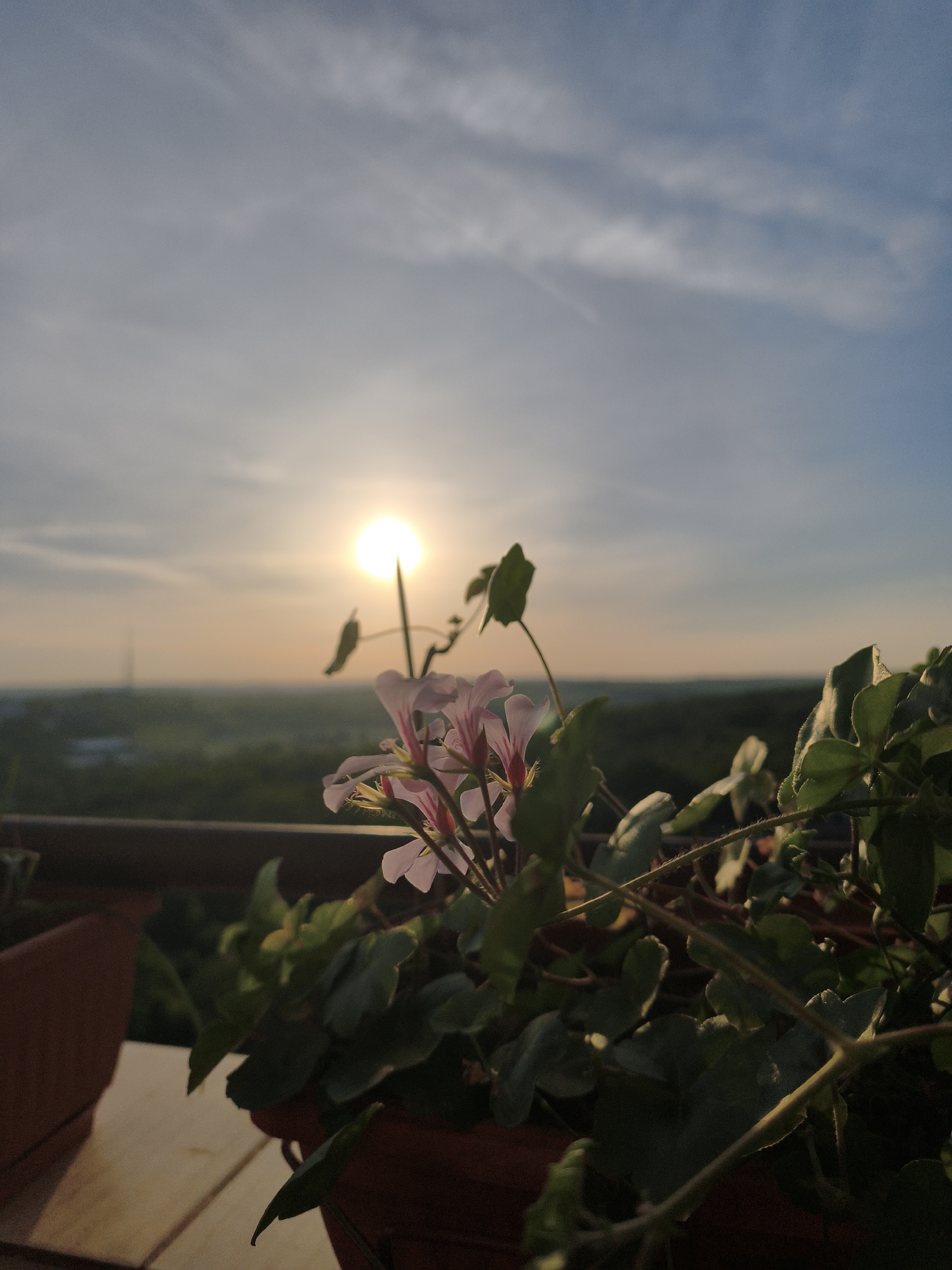 The image depicts a sunset scene with a close-up view of a flower pot filled with green foliage and delicate pink flowers. The flowers are in focus, and their details are clearly visible. Behind the flower pot, the sun is setting, casting a warm glow across the landscape. The sky is a gradient of colors, ranging from light blue to orange and yellow near the horizon. In the distance, there is a blurred view of trees and possibly buildings, suggesting an urban or suburban setting. The location is Unknown, Unknown. The photo appears to have been taken from a balcony or elevated position, with a wooden railing or surface visible at the bottom of the frame.
