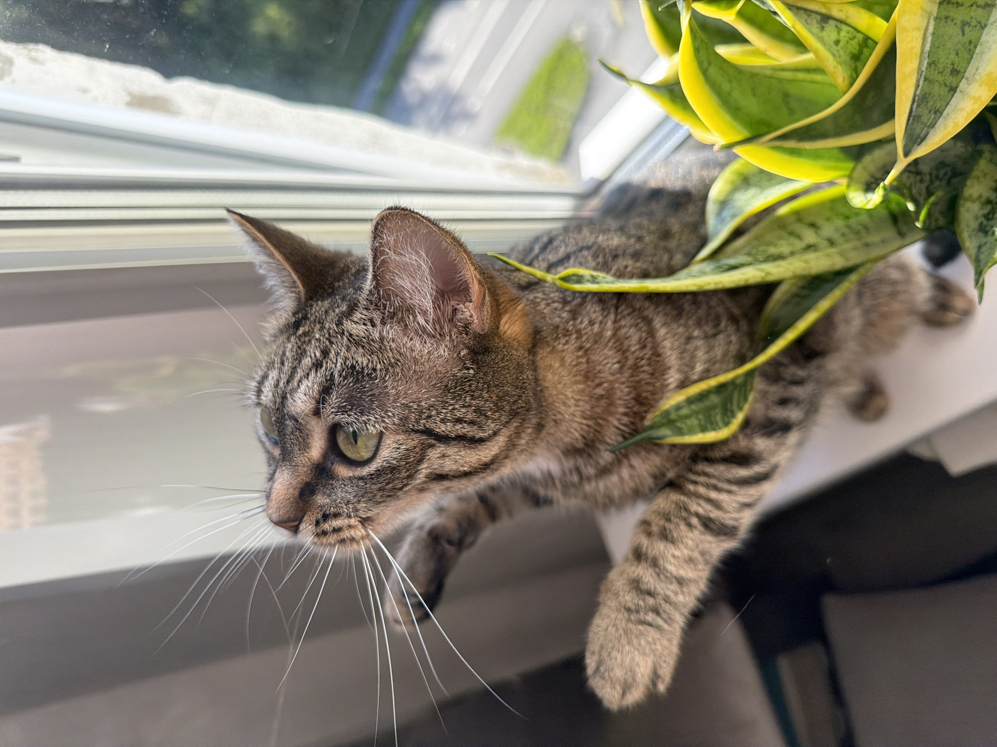 A tabby cat with green eyes and white whiskers is perched on a windowsill, partially obscured by the leaves of a snake plant. The cat is looking out the window to the left of the frame. Sunlight streams in, highlighting the cat's fur and the vibrant green and yellow of the plant's leaves. The windowsill appears to be made of white material, and a blurred background suggests an outdoor scene with some greenery and reflections on the glass. The overall impression is one of peaceful observation and a cozy indoor moment bathed in natural light. No text is visible in the image.