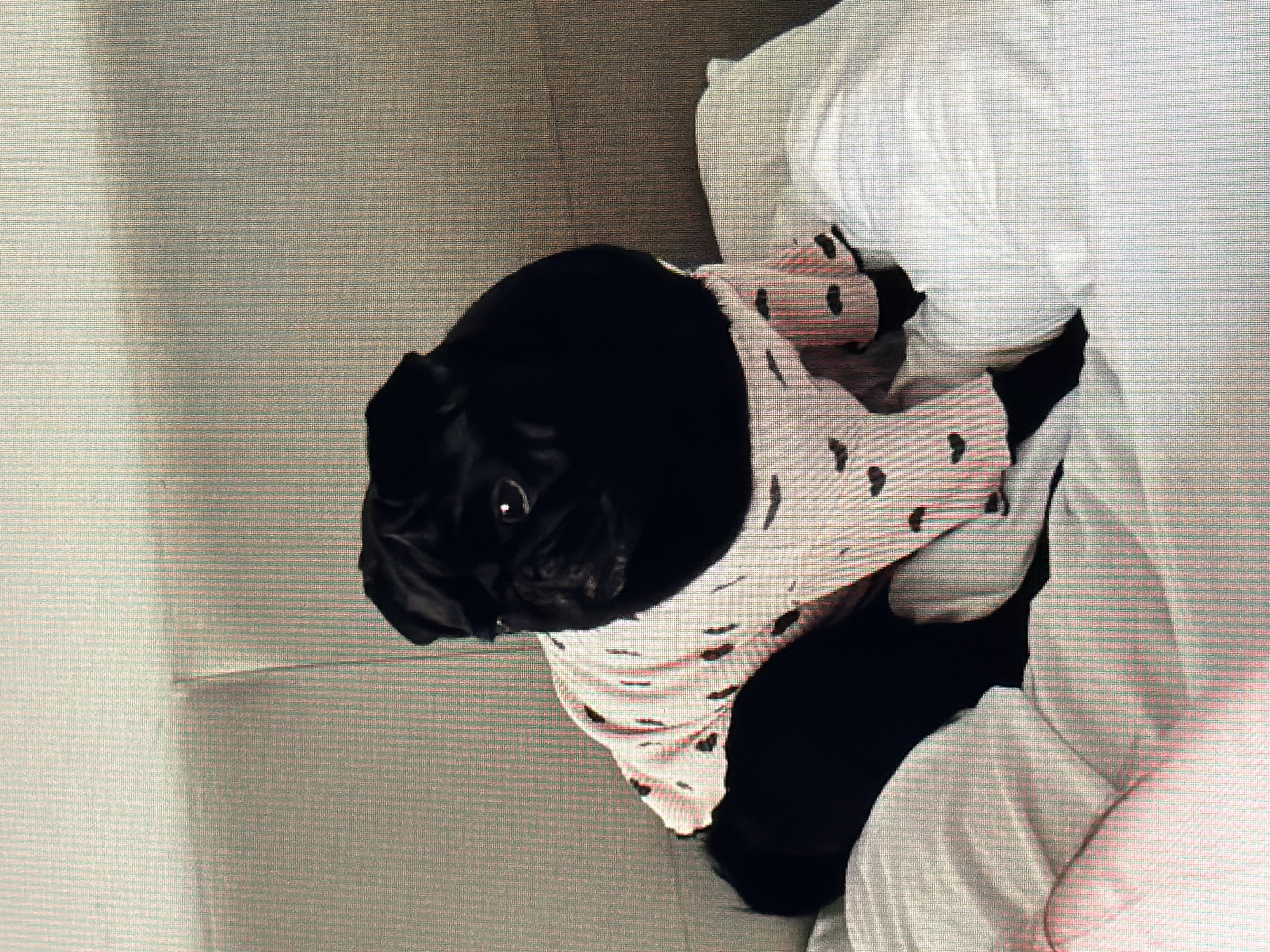 A black pug wearing a pink and white striped shirt with black heart shapes is sitting on a white bed. The pug is facing the right side of the image, with its head turned slightly towards the viewer. The background appears to be a headboard. The image is a photograph taken indoors. There is no information about the location in Sirius, Russia.