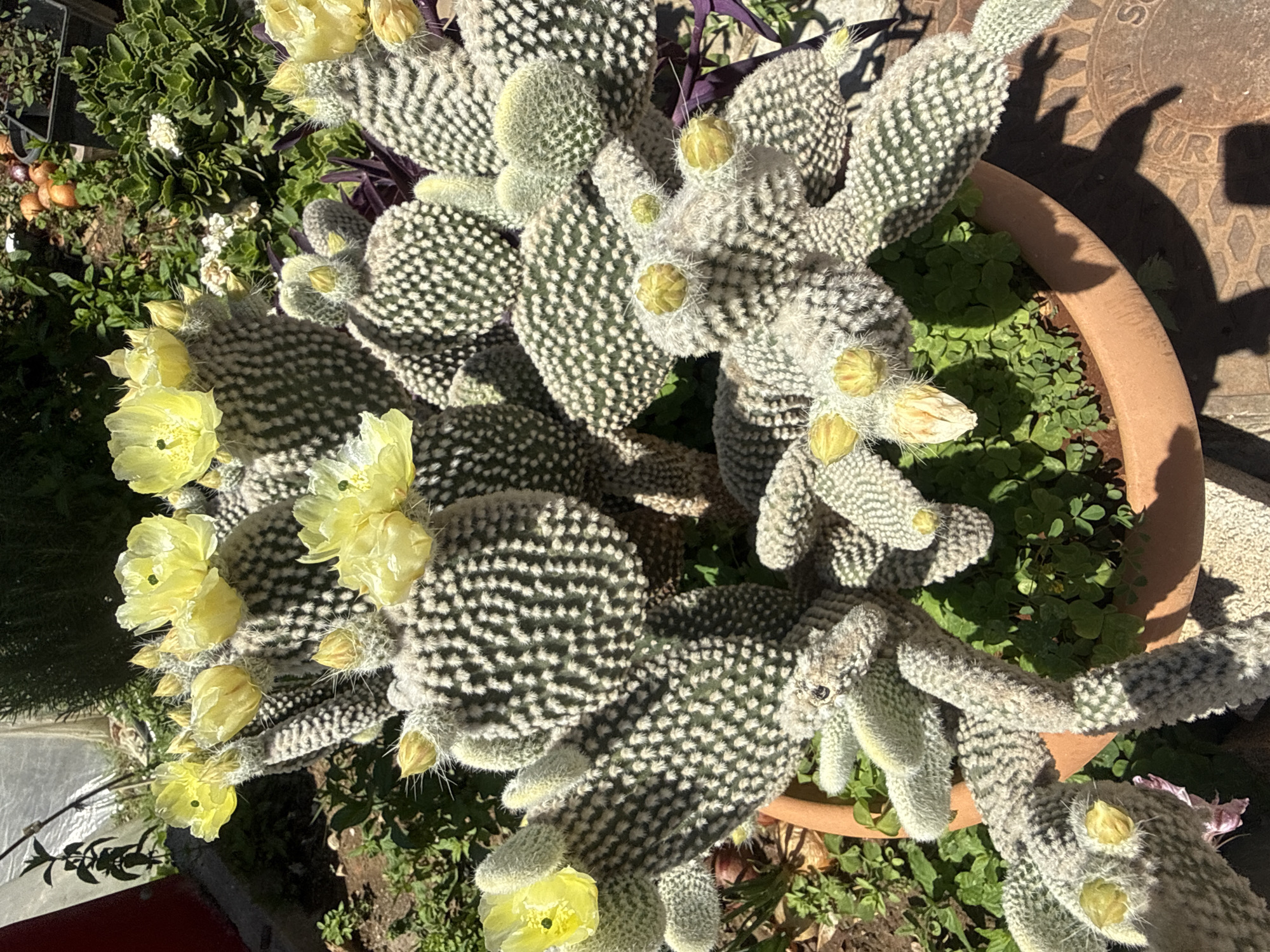 A high-angle, eye-level shot depicts a potted cactus plant, possibly outdoors. The cactus is characterized by light-green, pad-like structures covered with tiny, white dots, and displays numerous yellow flowers in full bloom. The plant is situated in a terracotta-colored pot, surrounded by green foliage of various types. The setting suggests a garden or outdoor space. The city is not identifiable and thus the location is unknown.