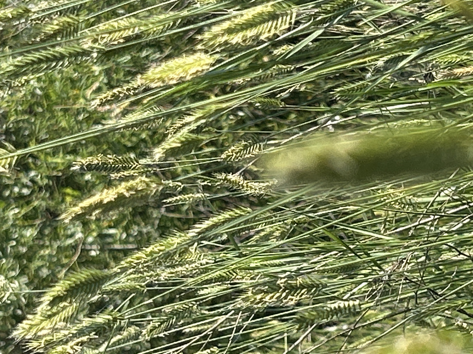 The image displays a close-up view of a field of tall, green grass with several seed heads. The grass is dense and appears to be growing outdoors in a natural environment. The background is blurred, suggesting a shallow depth of field, and shows a dappled pattern of green and yellow light, indicative of sunlight filtering through foliage. There are no people or man-made objects visible in the frame. The scene is static, with no discernible action or interaction. The location provided, Matraevo, Russia, does not directly inform the visual content of the image itself but contextualizes its origin.