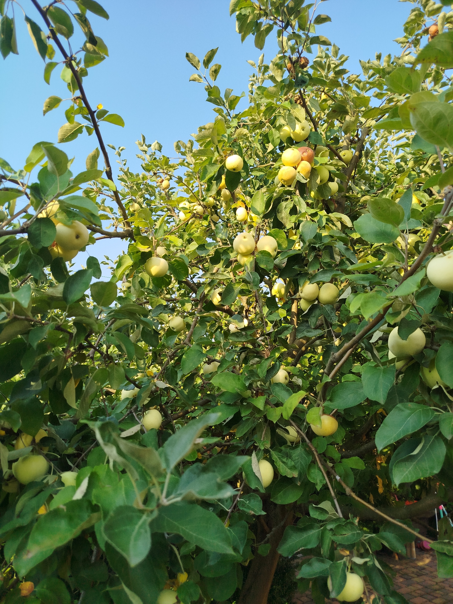 The image shows an apple tree laden with unripe, light green apples and leaves, set against a clear blue sky. The view is from below, looking up into the canopy of the tree. Sunlight illuminates some of the apples and leaves, creating highlights and shadows. The branches of the tree are visible, along with some smaller twigs. The image appears to have been taken outdoors, in a garden or orchard setting. The location is specified as Poroskoten', Ukraine. There are no people or animals visible in the image.
