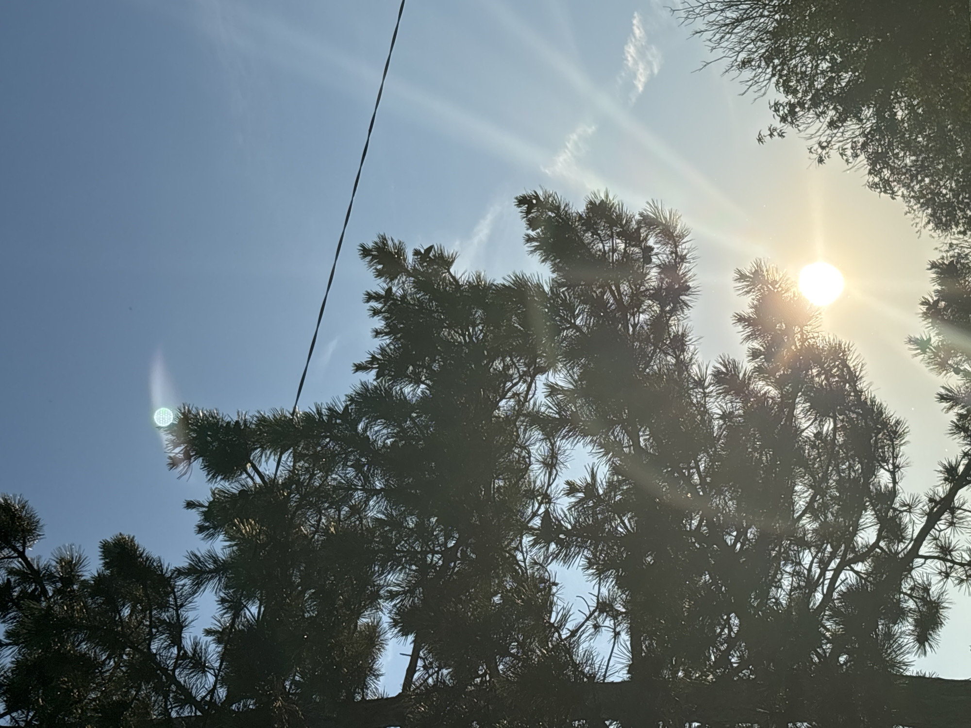 The image depicts a sunlit sky visible through the branches of a dark green pine tree. The sun is a bright, circular orb in the lower-middle section of the frame, emitting strong rays that create a lens flare effect and illuminate thin, wispy clouds scattered across the clear blue sky. A dark power line stretches diagonally across the upper portion of the image. The foliage of the pine tree is silhouetted against the bright sky, with individual needles visible in some areas. On the right side of the image, the tops of other trees with sparser foliage can be seen. The scene appears to be an outdoor setting, possibly in a natural or semi-natural environment within Enevo, Bulgaria, given the presence of pine trees and the clear sky suggesting daytime conditions. There are no people or animals visible in the image, and no specific actions or interactions are depicted. The overall impression is one of a bright, sunny day.