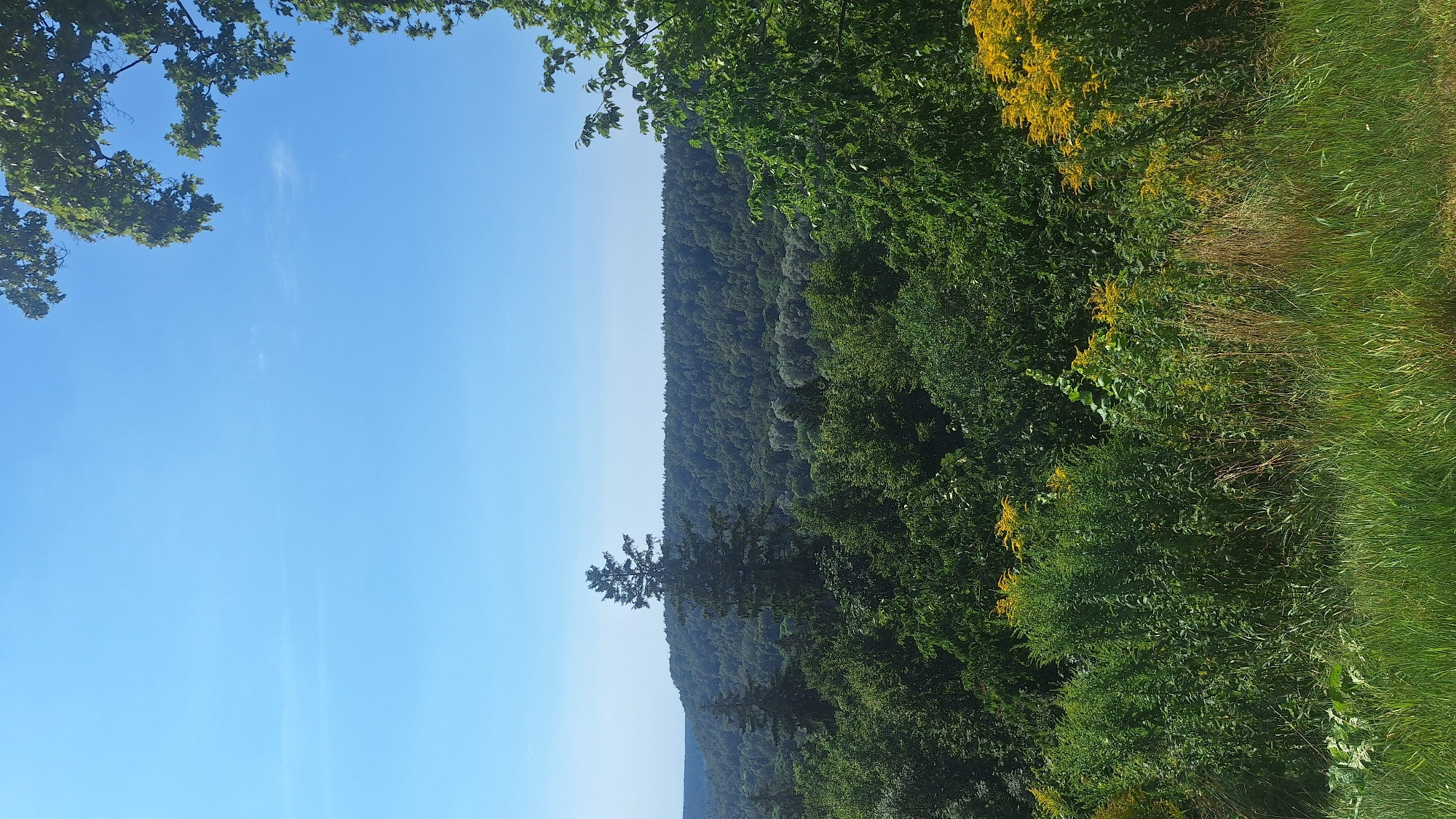 This is a vertical, high-angle photograph of a lush, green forest on a clear, sunny day. The sky is a vibrant, cloudless blue, with a slight haze visible on the horizon. In the foreground, tall green grass and yellow wildflowers form a dense, textured layer. Beyond this, a dense forest of various shades of green trees stretches out, with a prominent tall pine tree standing out amongst the deciduous trees. In the background, a rolling hill covered in dense forest creates a soft, undulating line against the sky. The overall impression is one of natural abundance and tranquility. This location is likely the Gauja National Park in Sigulda, Latvia, a region known for its picturesque valleys and dense forests, popular for outdoor activities and scenic views. There are no people or animals visible in the image.