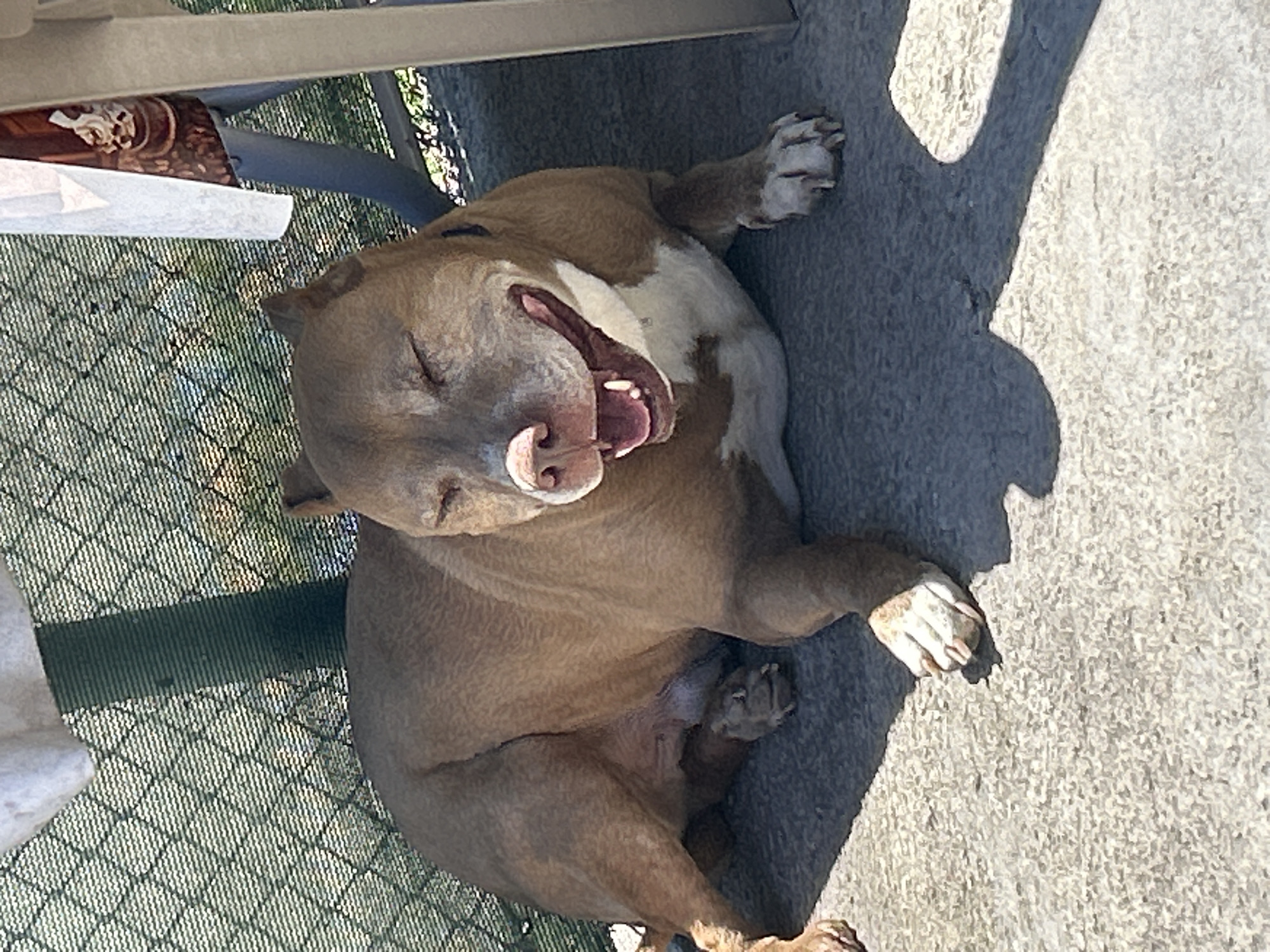 A tan and white pit bull-type dog is lying on a concrete surface, panting with its eyes closed and mouth open. The dog is partially shaded by a white canopy and a table leg. In the background, a green mesh fence is visible. The scene appears to be outdoors, possibly in a yard or patio area in Sofia, Bulgaria.