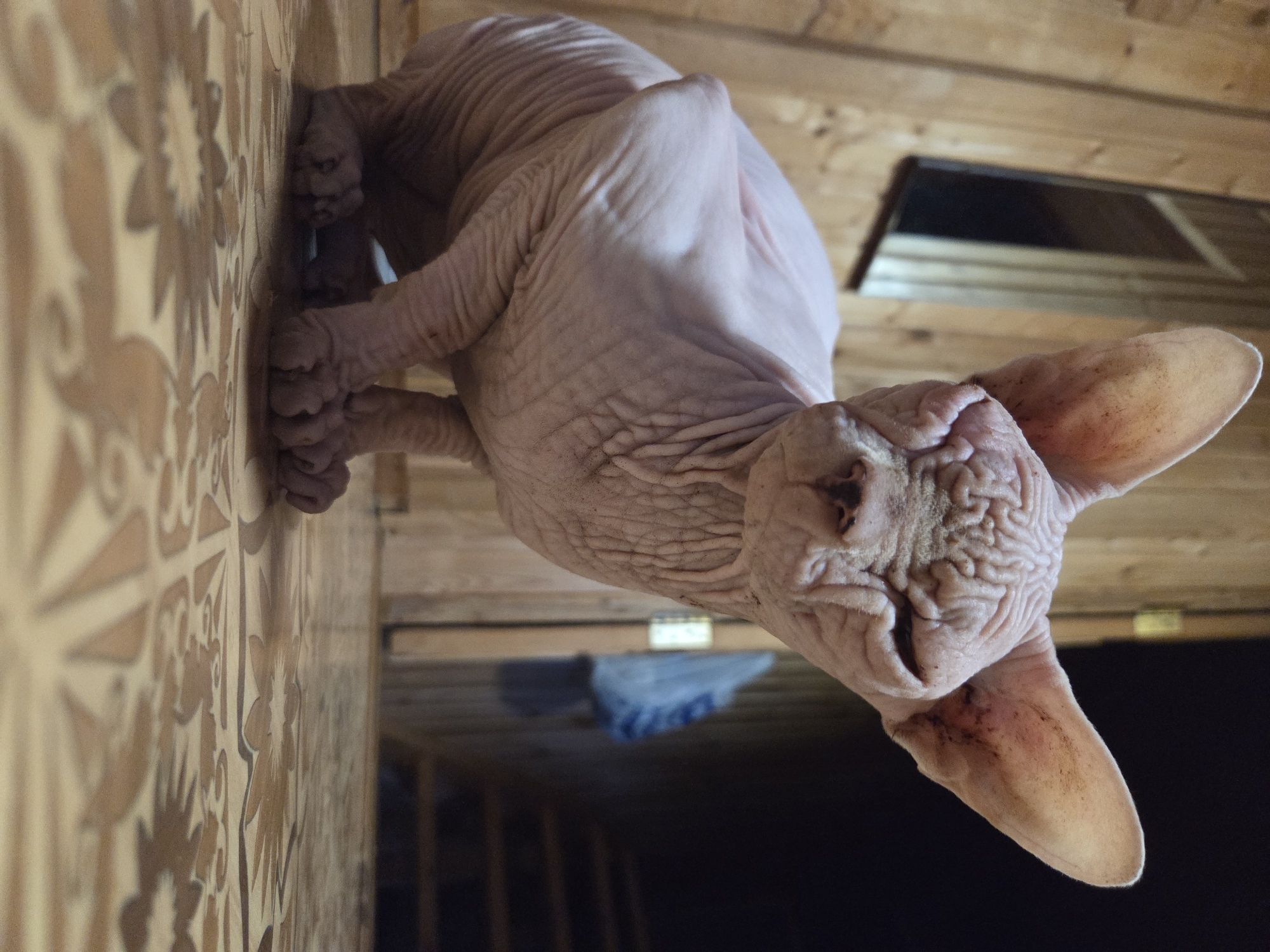 A close-up, low-angle shot captures a hairless Sphynx cat, its pink skin wrinkled and textured. The cat is positioned on a surface with a patterned wallpaper featuring floral motifs, predominantly in shades of beige and brown. The wallpaper appears to be on a vertical wall, with the cat seemingly resting against or walking on it.
Behind the cat, a wooden wall with horizontal planks is visible, suggesting an interior setting. A dark opening, possibly a window or doorway, is present in the wooden wall, reflecting some light. A blurry blue object, possibly fabric, is partially visible in the background. The lighting suggests an indoor environment, possibly with artificial light or ambient light from an unseen source. The overall mood is calm and intimate, focusing on the unique appearance of the cat. The image appears to be taken in a domestic setting. No text is visible in the media file.