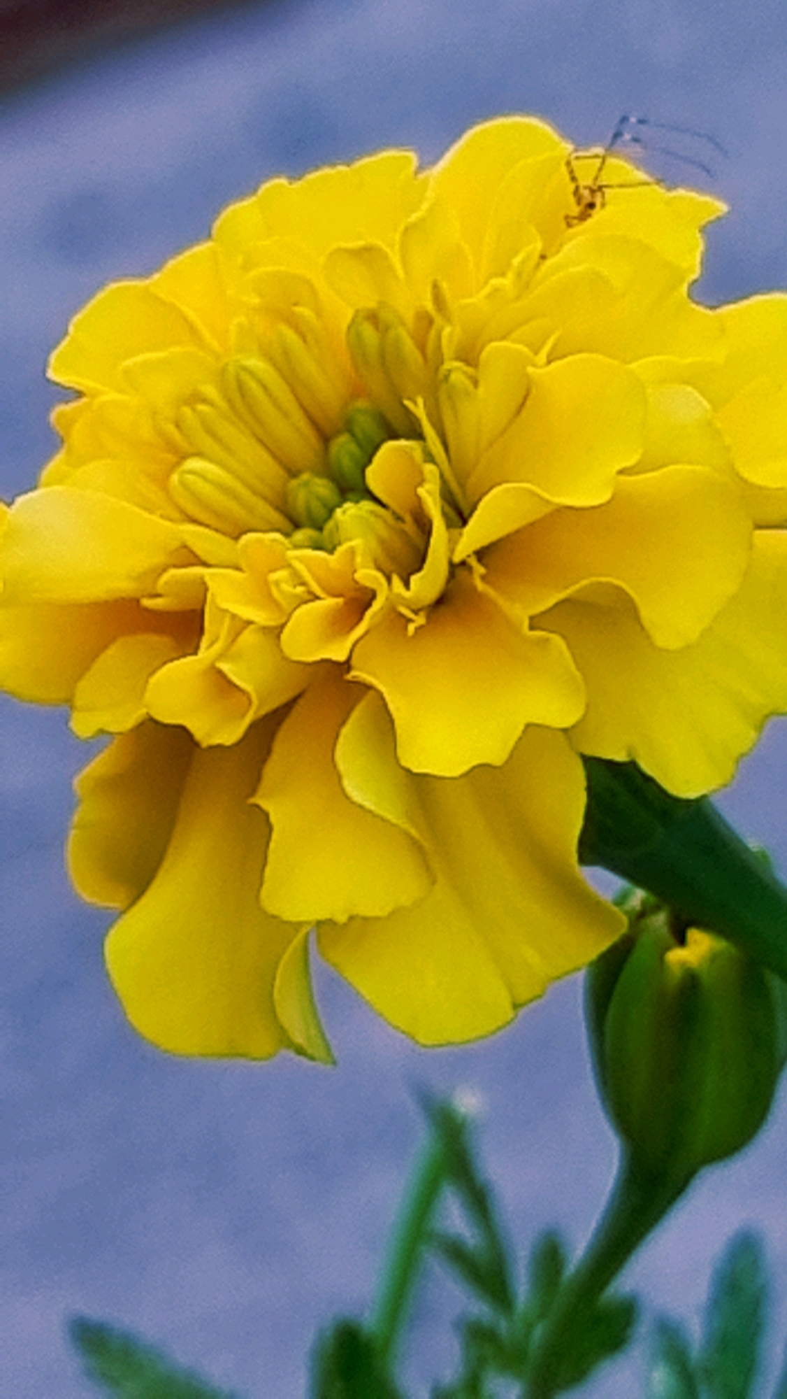 The image shows a close-up of a vibrant yellow marigold flower with a small insect perched on one of its petals. The background is a soft, out-of-focus blue, suggesting it was taken outdoors. The flower is in full bloom, with layers of ruffled petals. The insect appears to be a small, delicate creature with visible legs and wings. The scene is a natural setting, likely a garden or park in Sant Joan Les Fonts, Spain, given the context. The lighting is soft, highlighting the texture and color of the flower and the details of the insect.