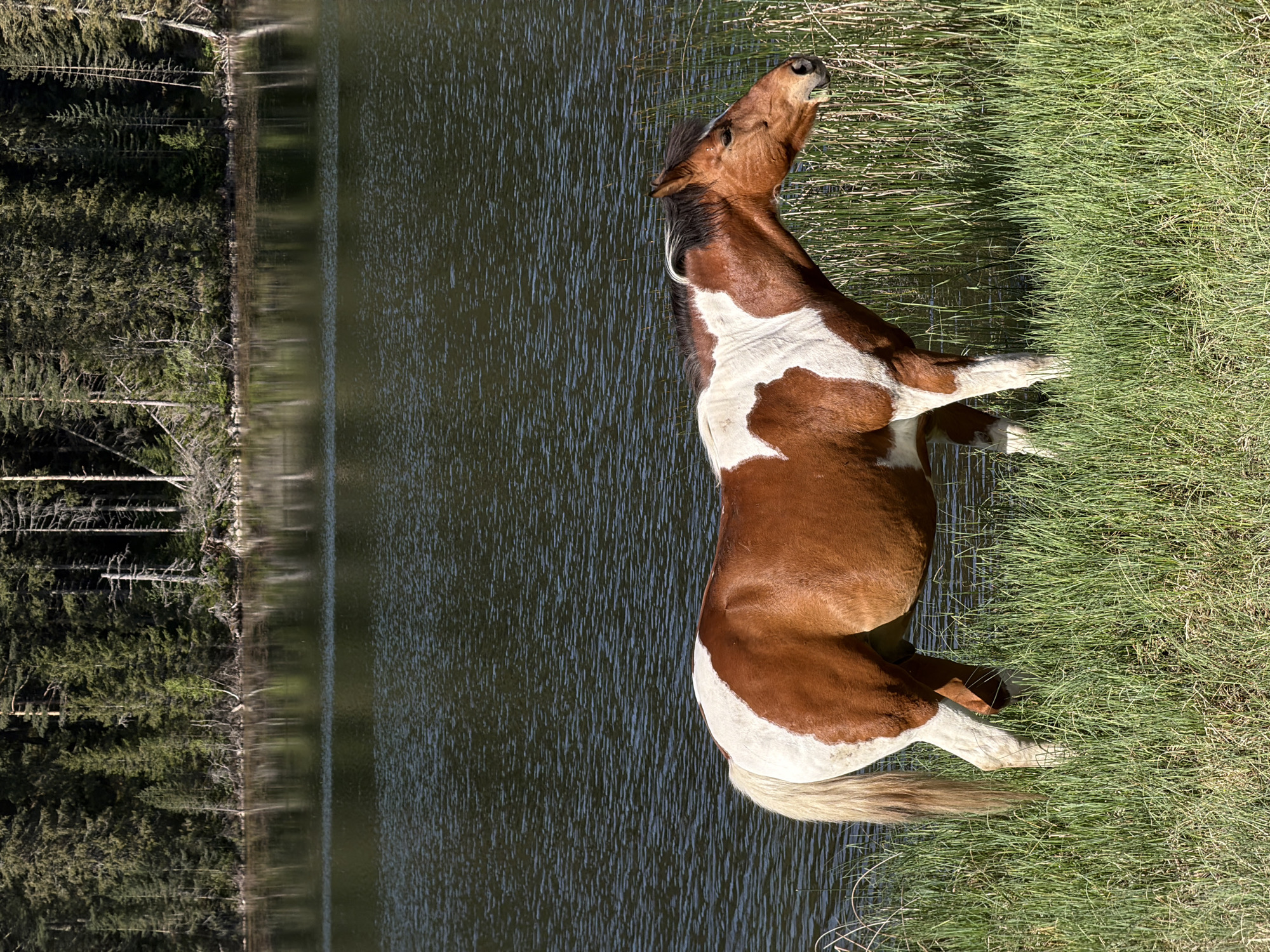 A chestnut and white pinto pony is lying down on a grassy bank next to a body of water. The pony is positioned with its head near the water’s edge, and its body extends onto the grass. The pony appears to be stretching or yawning, with its head tilted back. The water reflects the trees on the opposite shore, giving the impression of a forest line. The grass is thick and green, typical of a moist environment.
The image was likely taken in Njegovuđa, Montenegro, known for its natural landscapes. This area, found at coordinate location 43.0879° N, 19.1225° E, features natural beauty, making it a suitable location for such a scene.