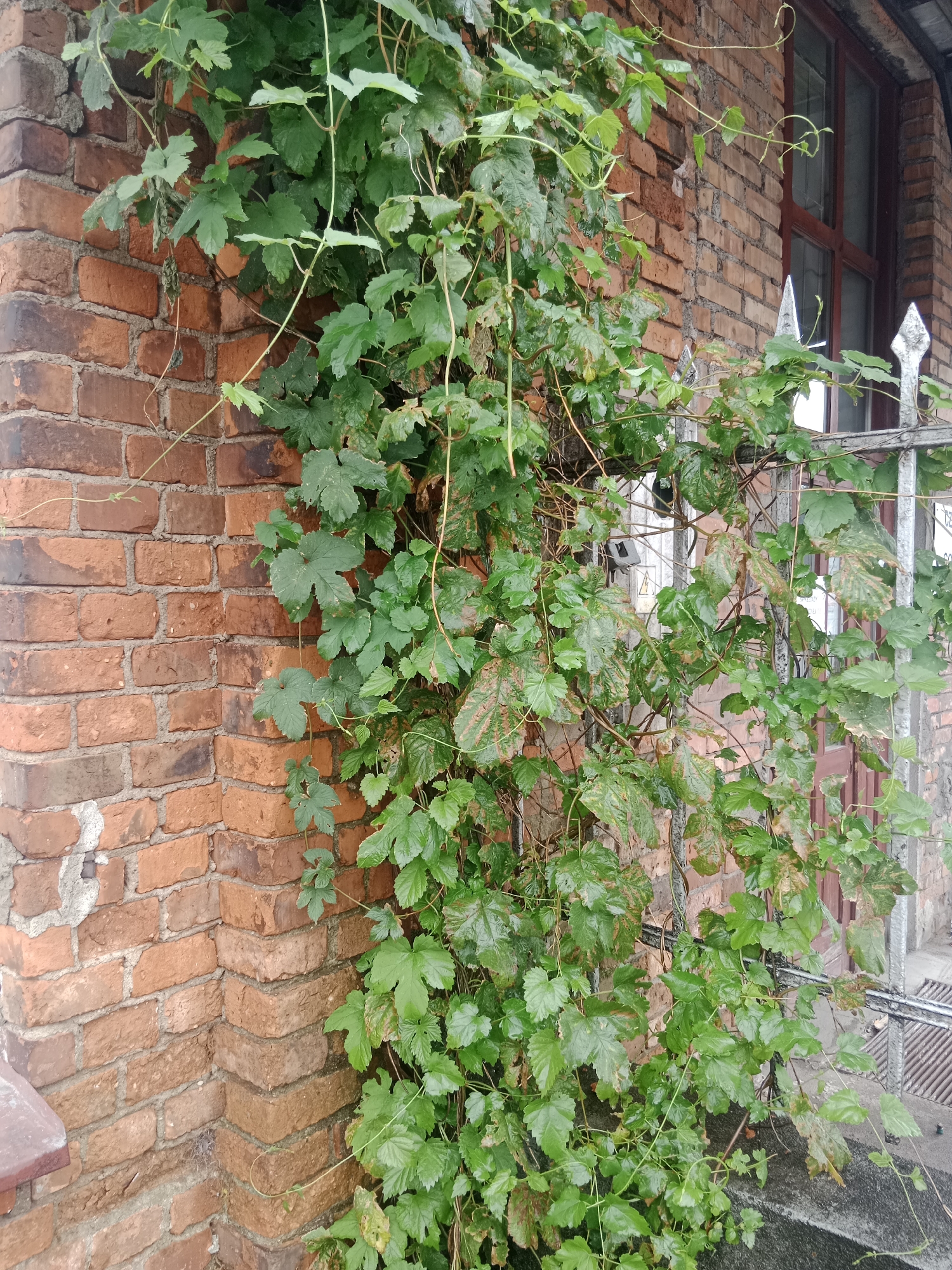 The image depicts a corner of a brick building with vibrant green vines growing up its side and along a metal fence. The brickwork is red and shows signs of age and weathering. Some of the vine leaves have brown spots, suggesting possible disease or damage. A window with a dark frame is visible behind the vines. The scene is likely an exterior urban environment, possibly in Bydgoszcz, Poland, given the context provided. There are no people visible in the image. The overall impression is one of nature reclaiming man-made structures.